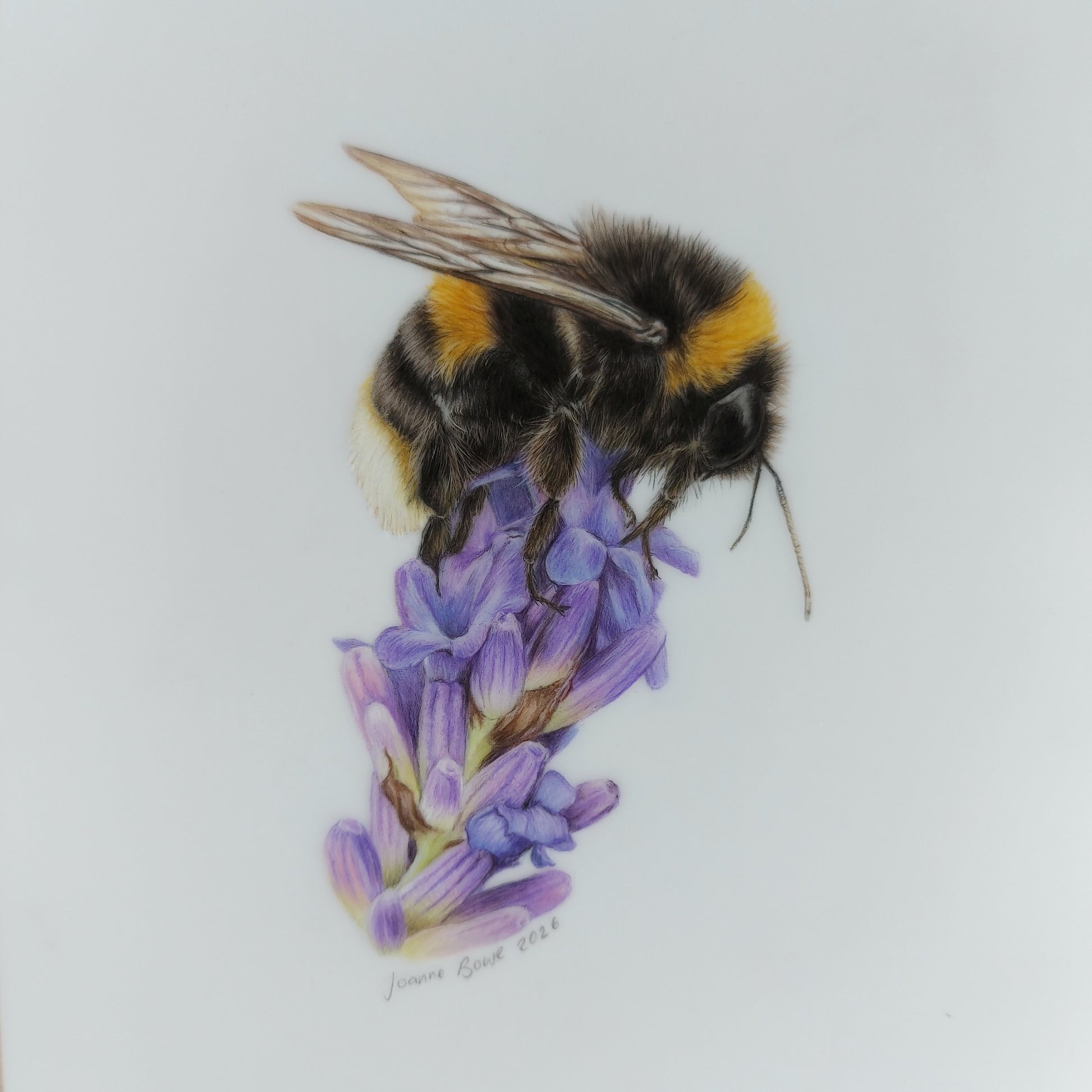 Original A5 drawing of a bumble bee on lavender flower