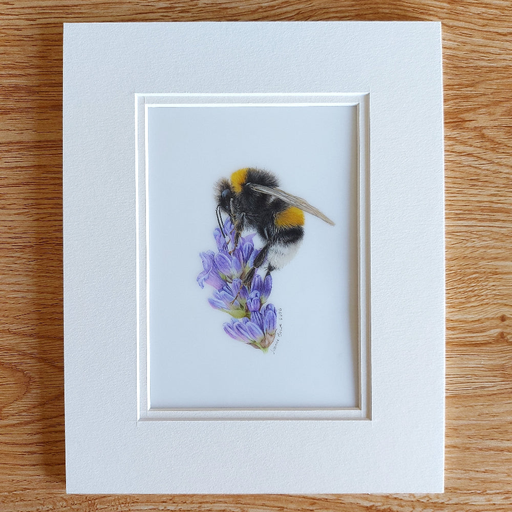 Original coloured pencil drawing of a bumblebee on lavender by New Zealand artist Joanne Bowe.