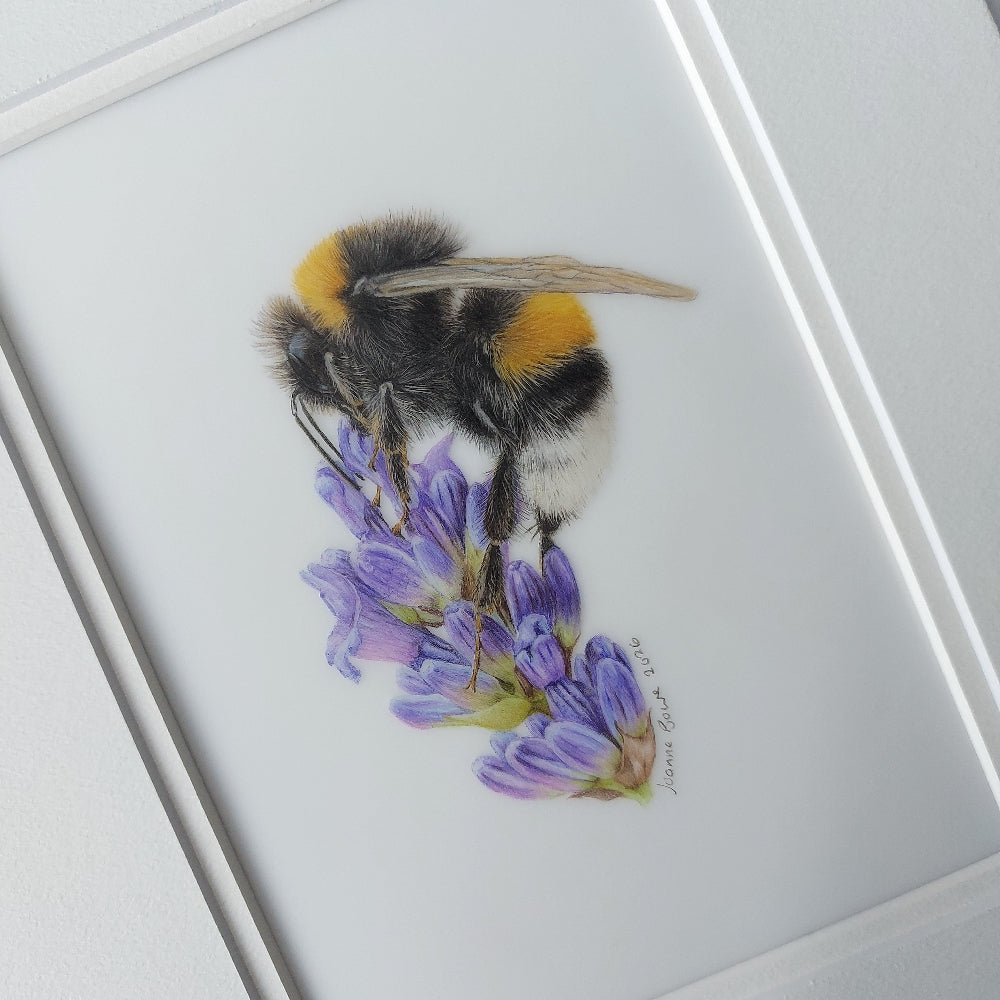 Close-up of a realistic coloured pencil bumblebee drawing on lavender flowers.