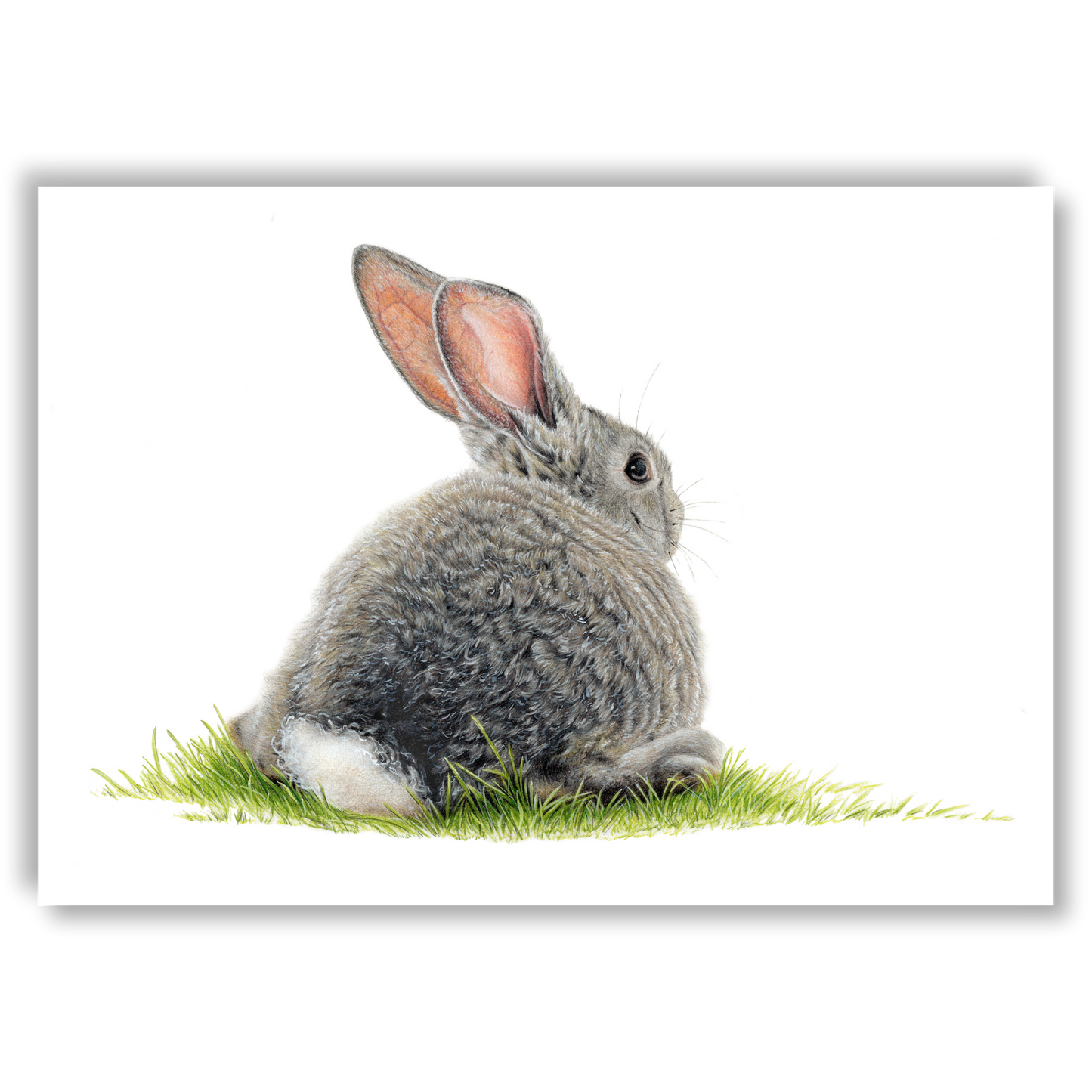 Open edition fine art print of a bunny rabbit resting in the grass, reproduced from an original coloured pencil drawing.