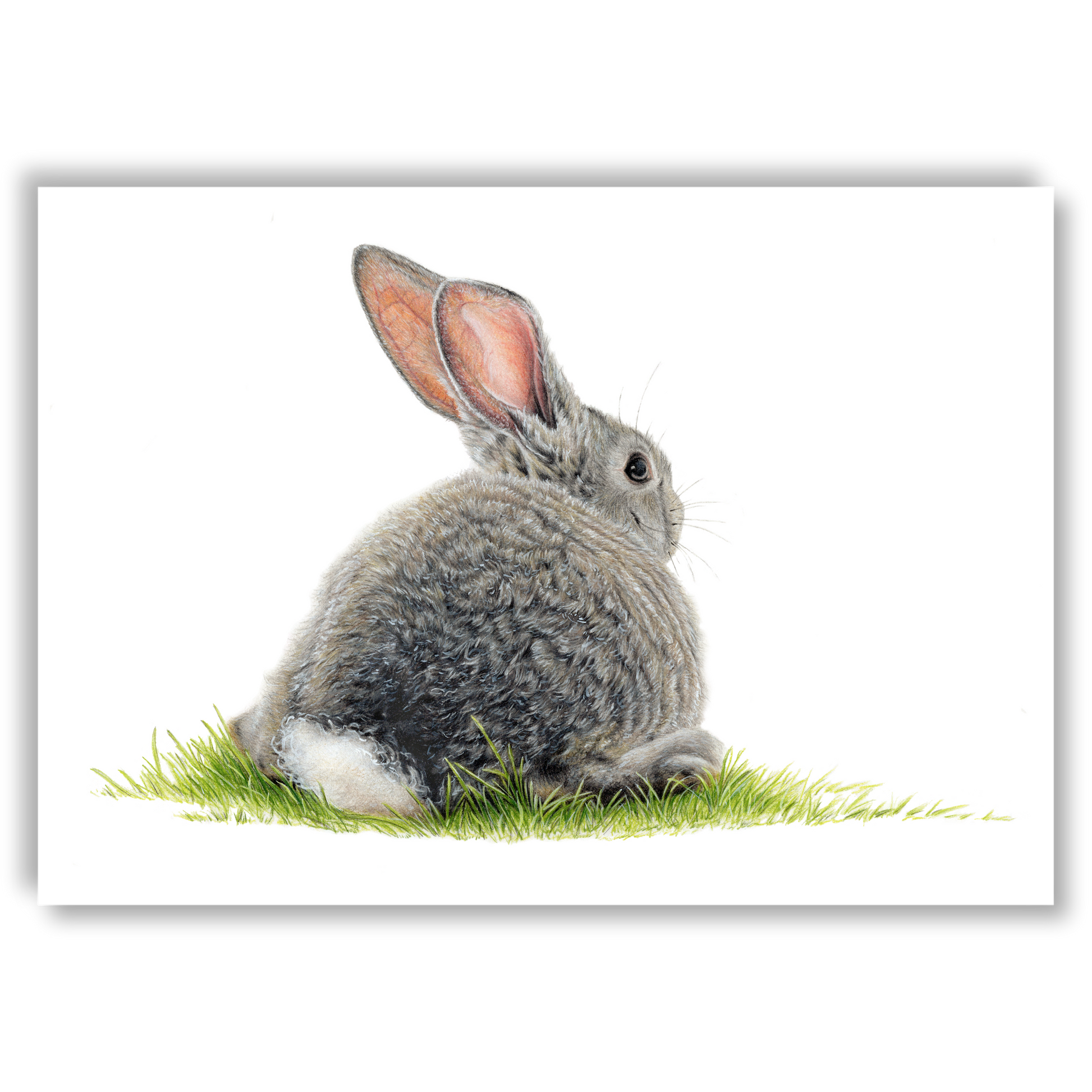 Open edition fine art print of a bunny rabbit resting in the grass, reproduced from an original coloured pencil drawing.