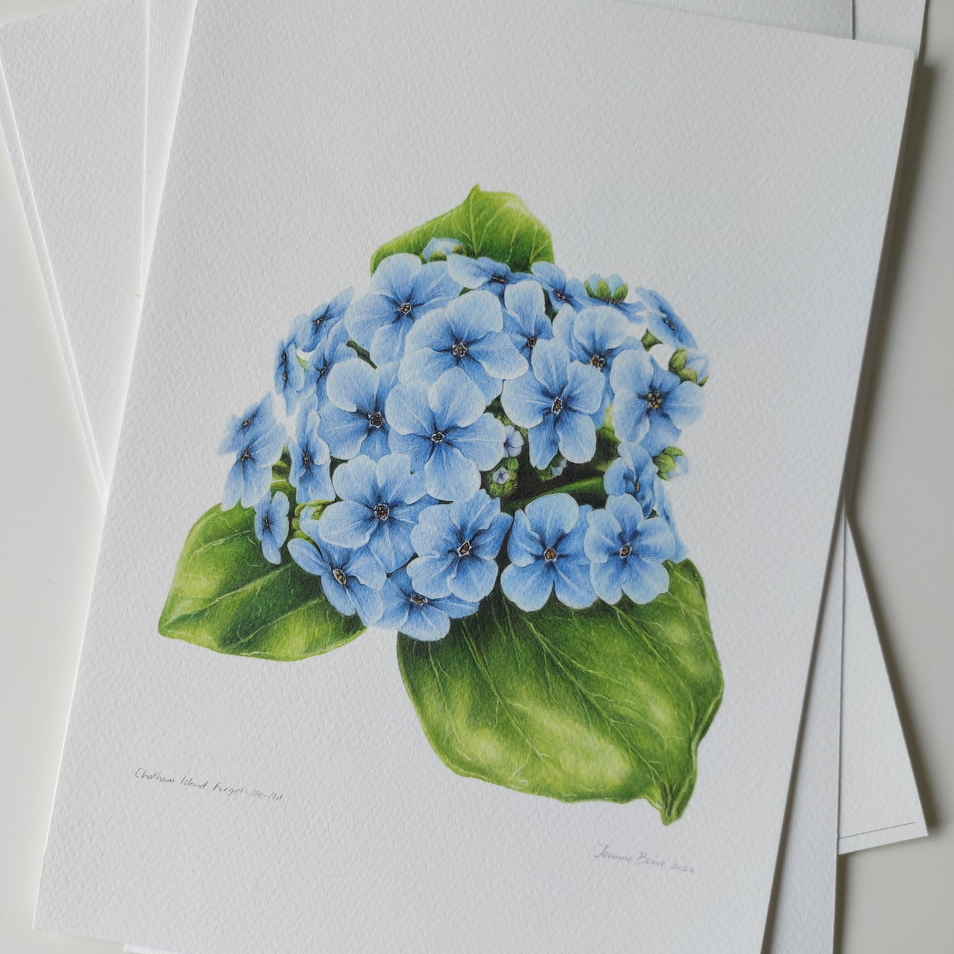 Detail of coloured pencil artwork showing delicate blue flowers in the Chatham Island forget-me-not open edition art print.