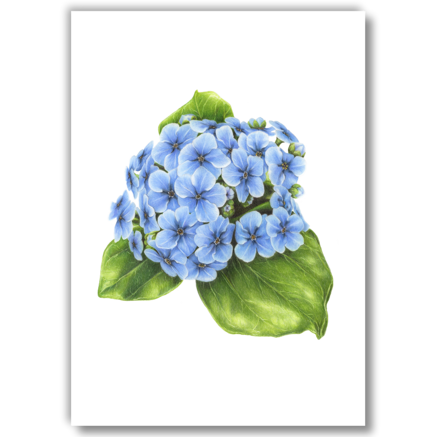 Open edition fine art print of the Chatham Island forget-me-not, reproduced from an original coloured pencil drawing.