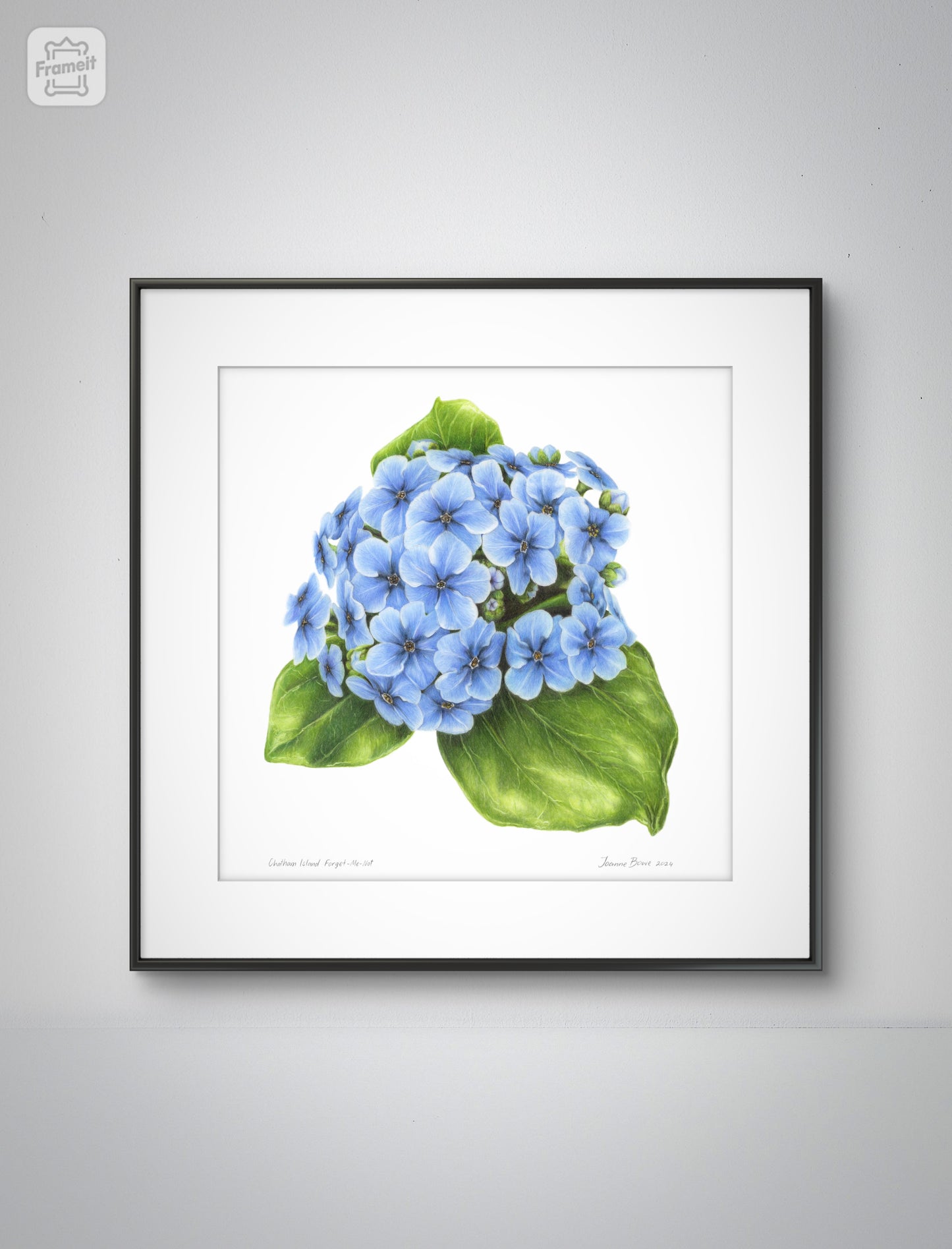Chatham Island forget-me-not open edition art print styled in a calm home interior setting, showing scale and presentation.