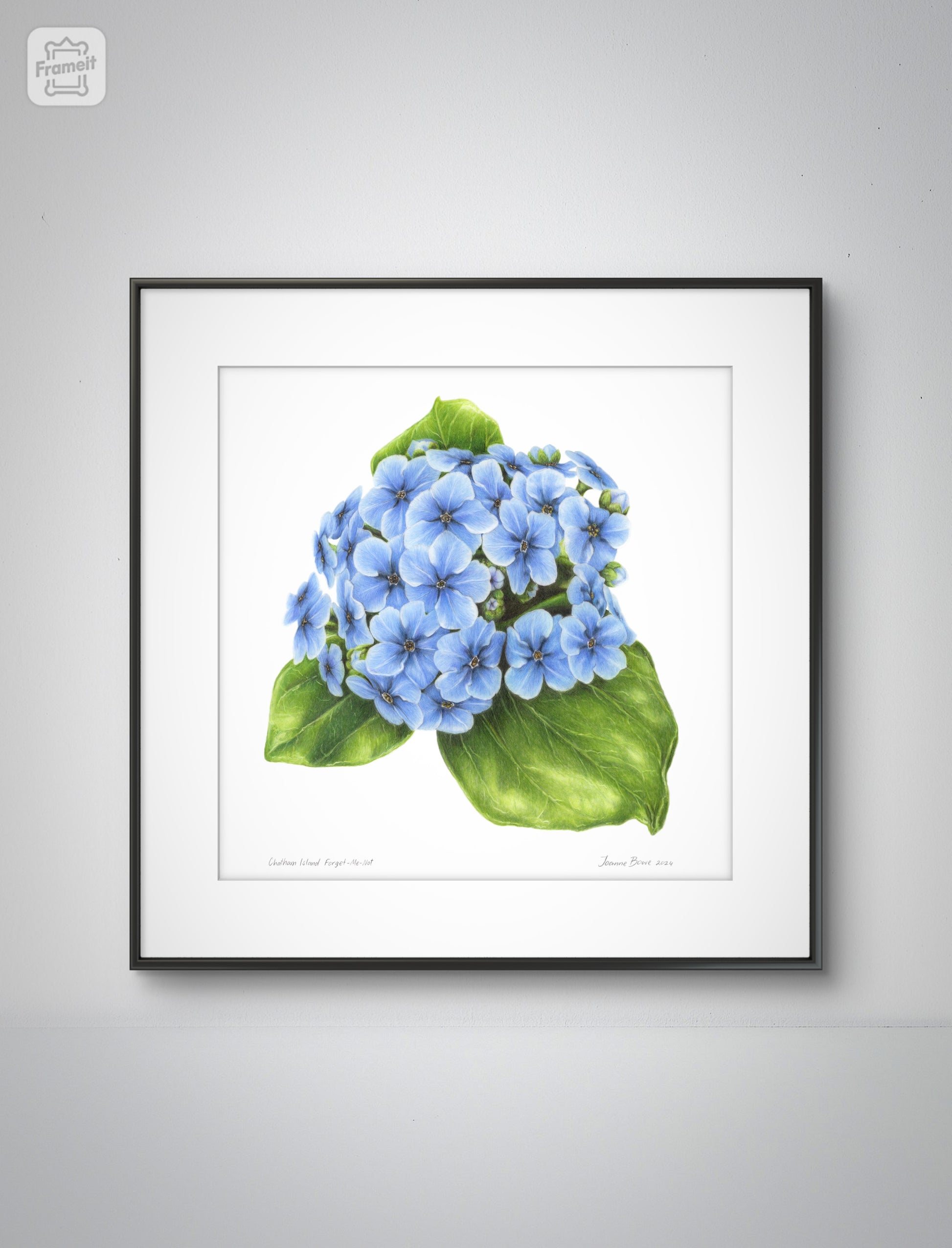 Chatham Island forget-me-not open edition art print styled in a calm home interior setting, showing scale and presentation.