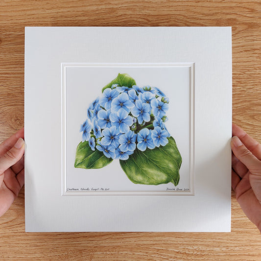 blue chatham island forget me not original pencil drawing artwork by Joanne Bowe