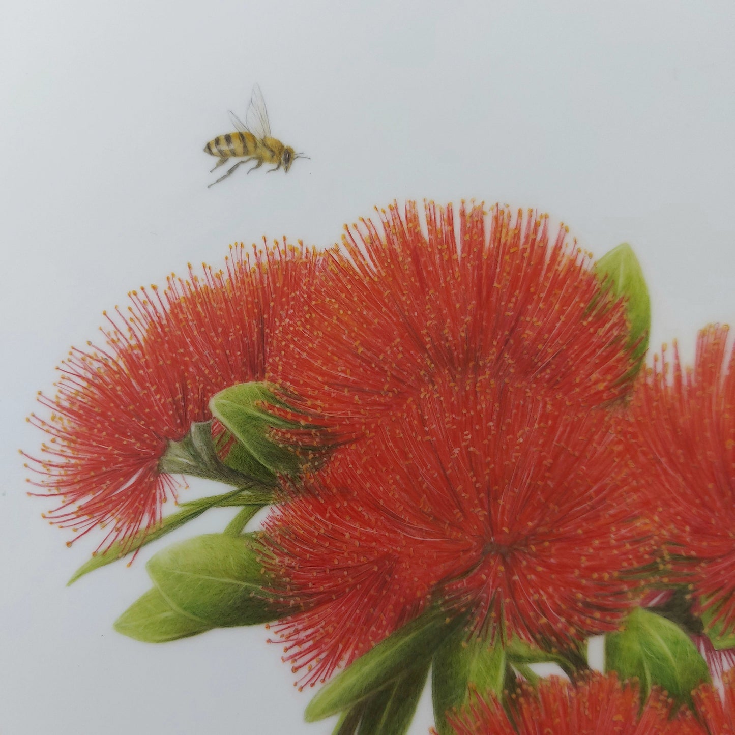 Detailed coloured pencil drawing of pōhutukawa flowers in Tūī’s Summer