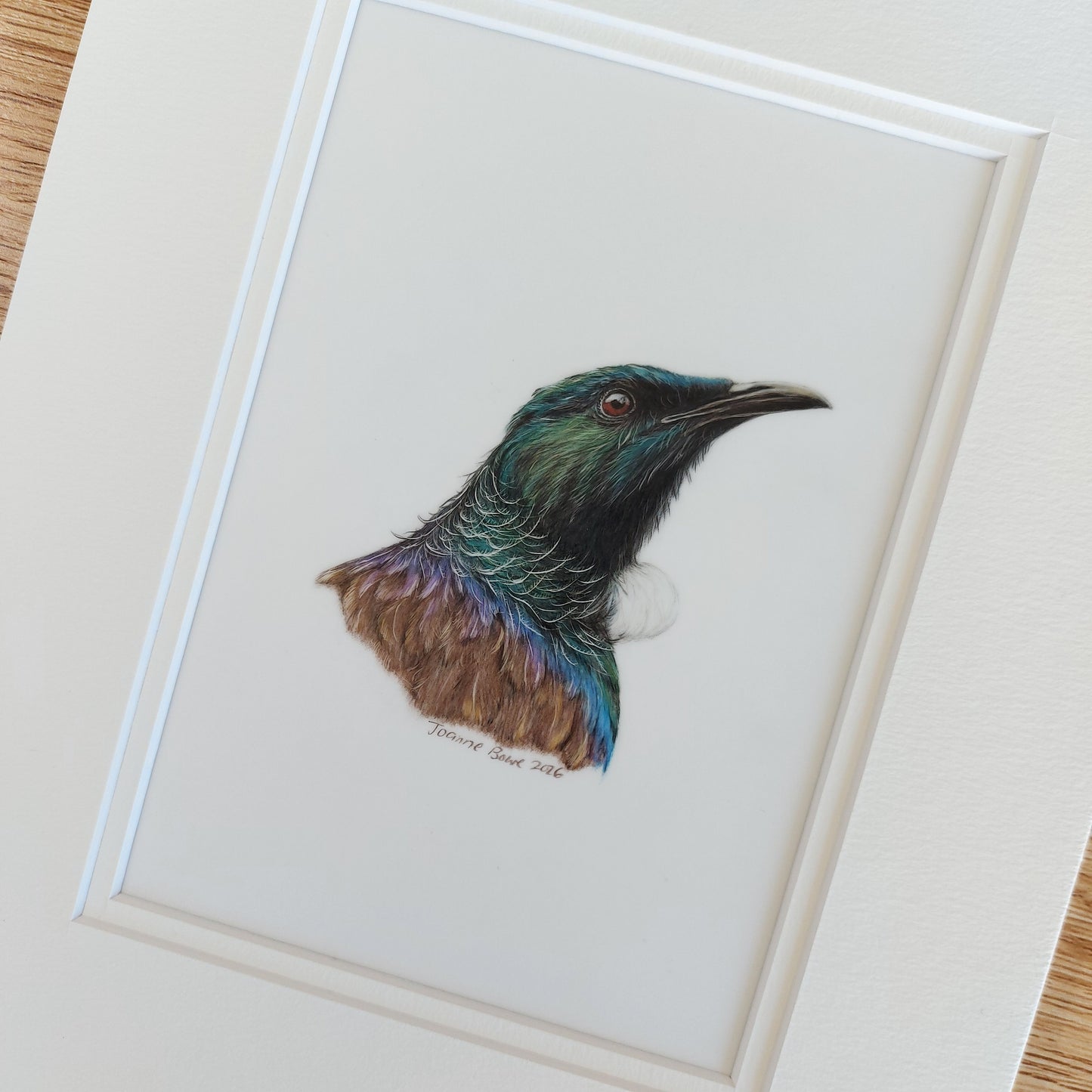 close up view of tui coloured pencil drawing by joanne bowe