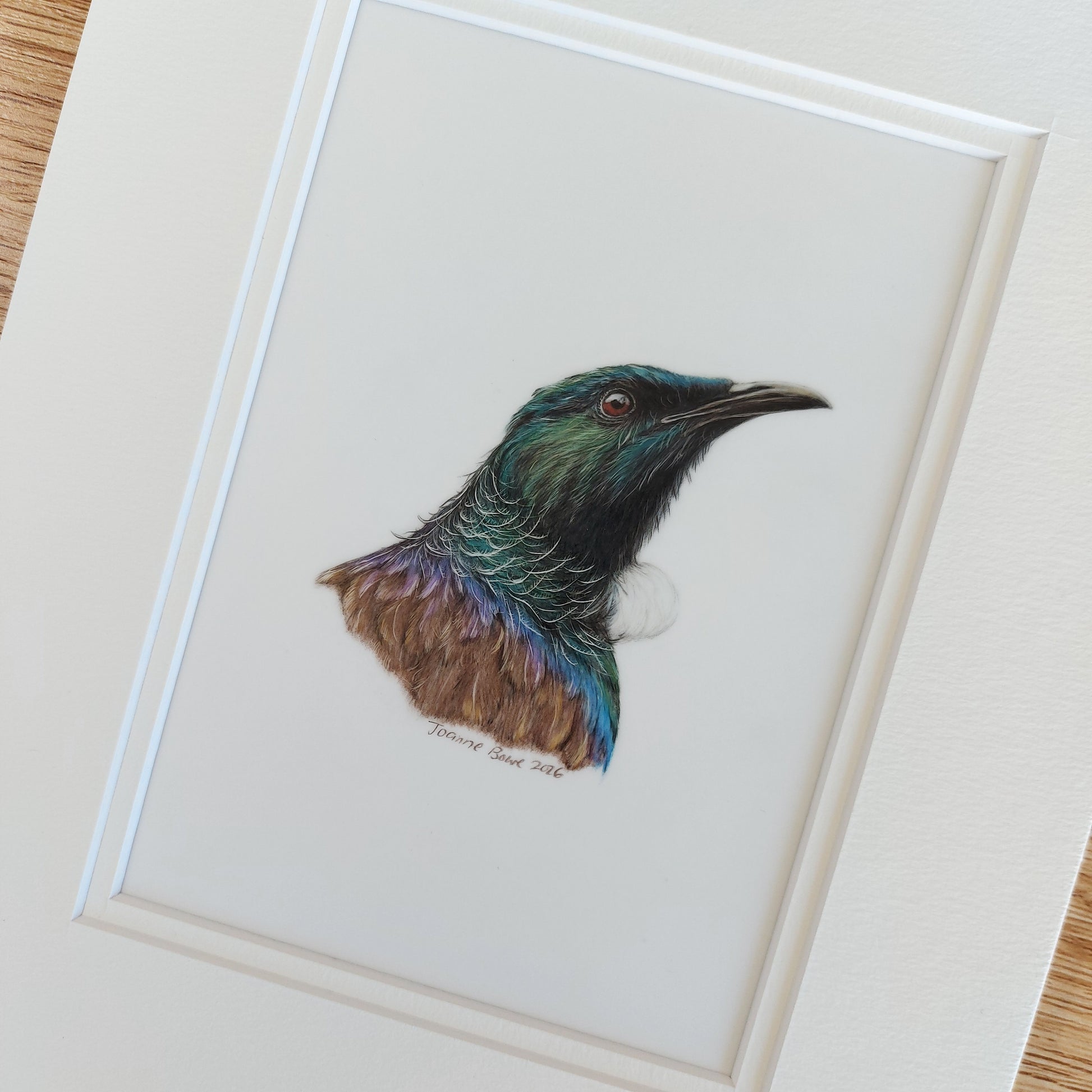 close up view of tui coloured pencil drawing by joanne bowe