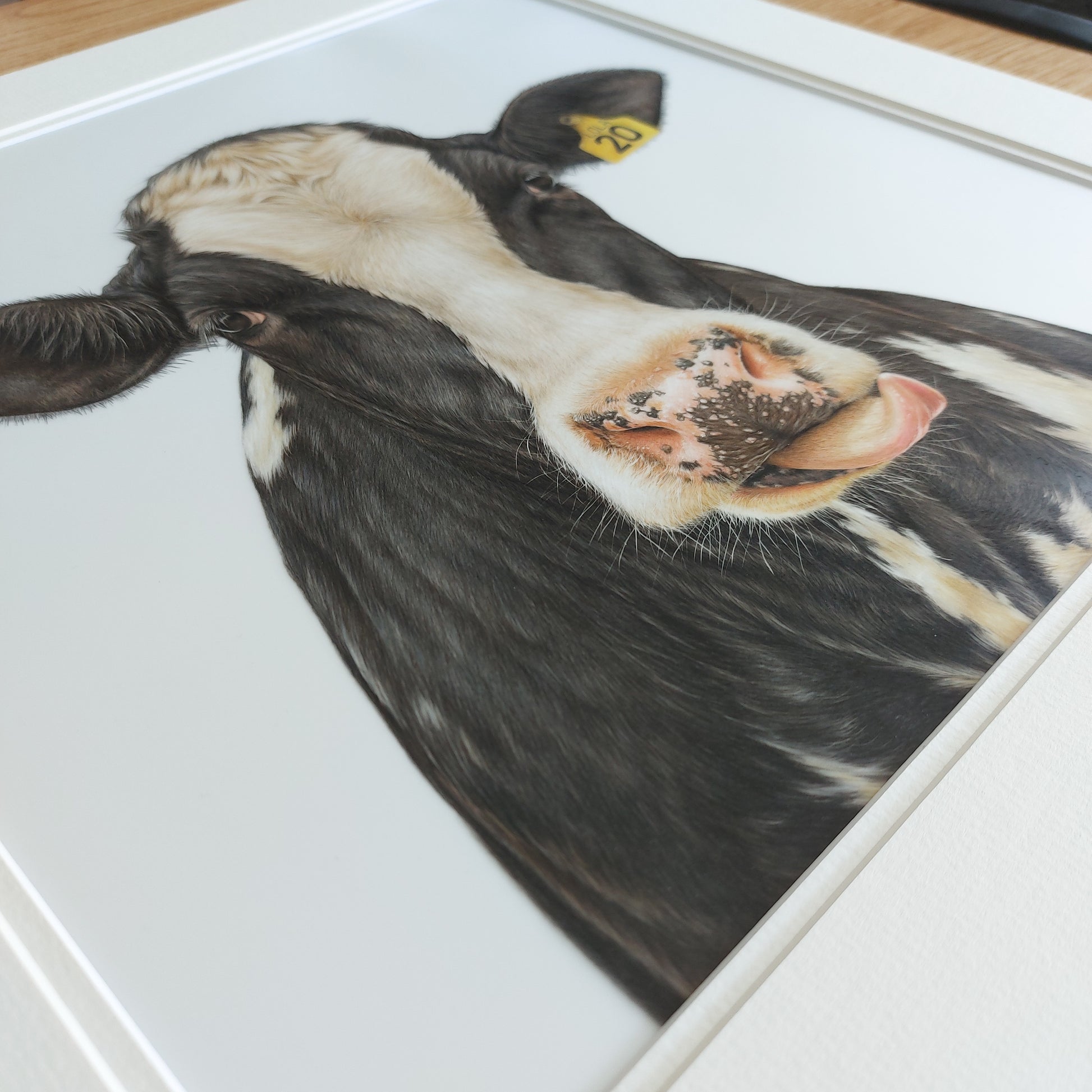 friesian cow art. colour pencil drawing by joanne bowe nz artist