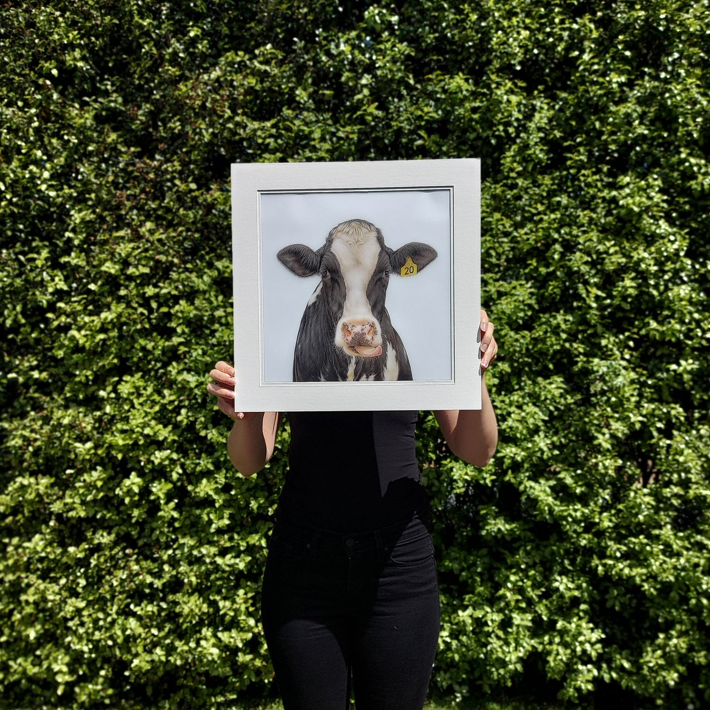 friesian cow art. colour pencil drawing by joanne bowe nz artist
