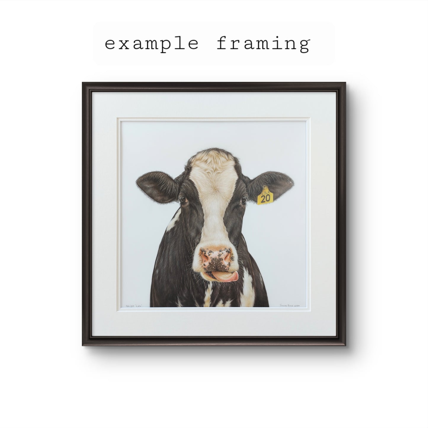 Friesian cow art. colour pencil drawing by joanne bowe nz artist