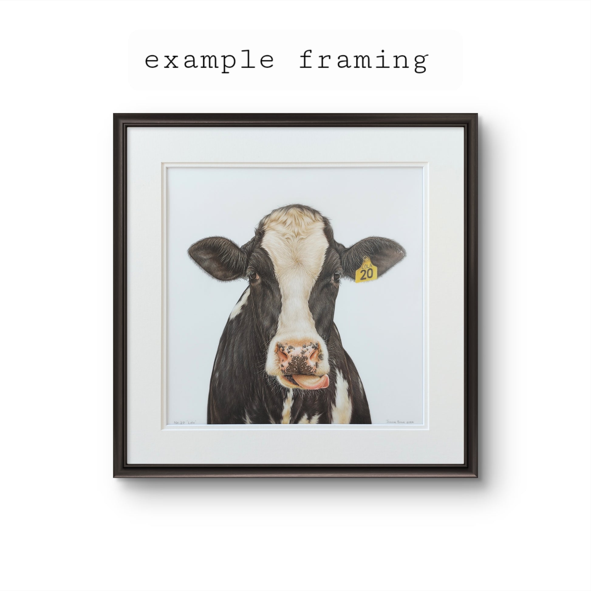 Friesian cow art. colour pencil drawing by joanne bowe nz artist