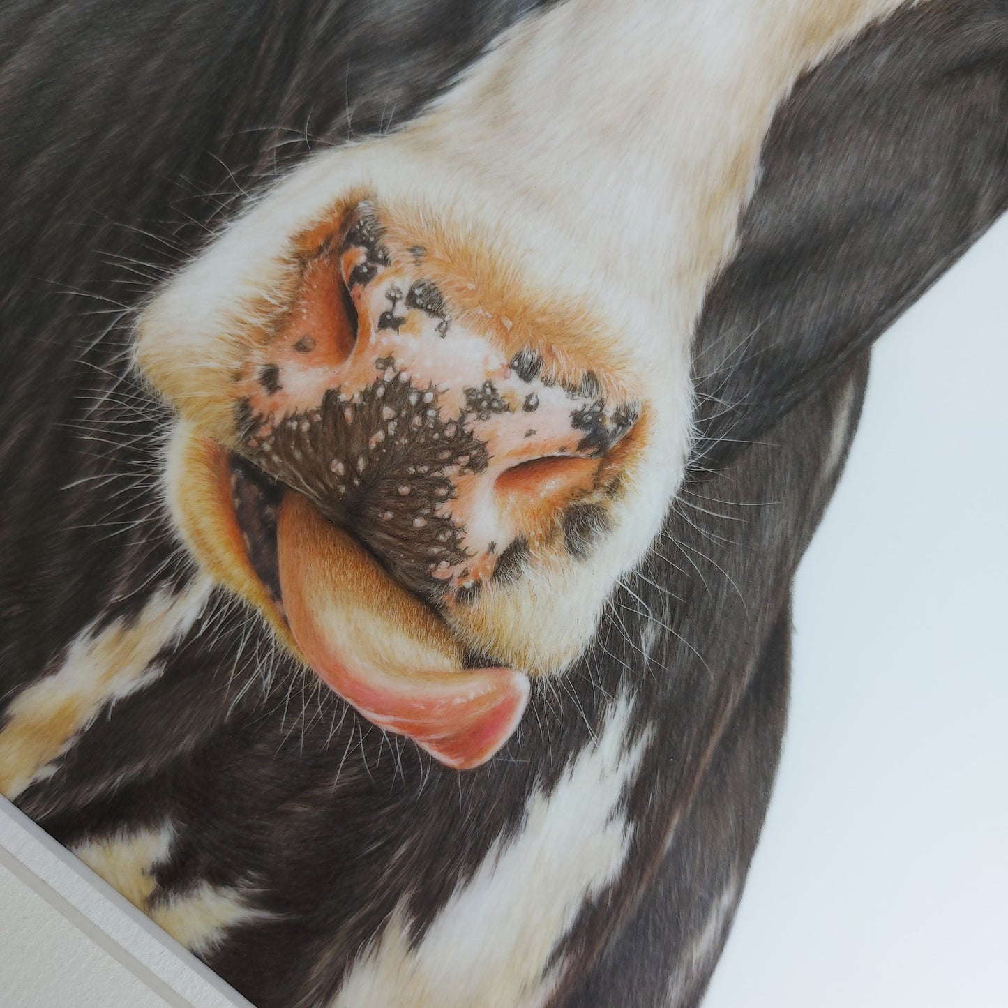 friesian cow art. colour pencil drawing by joanne bowe nz artist
