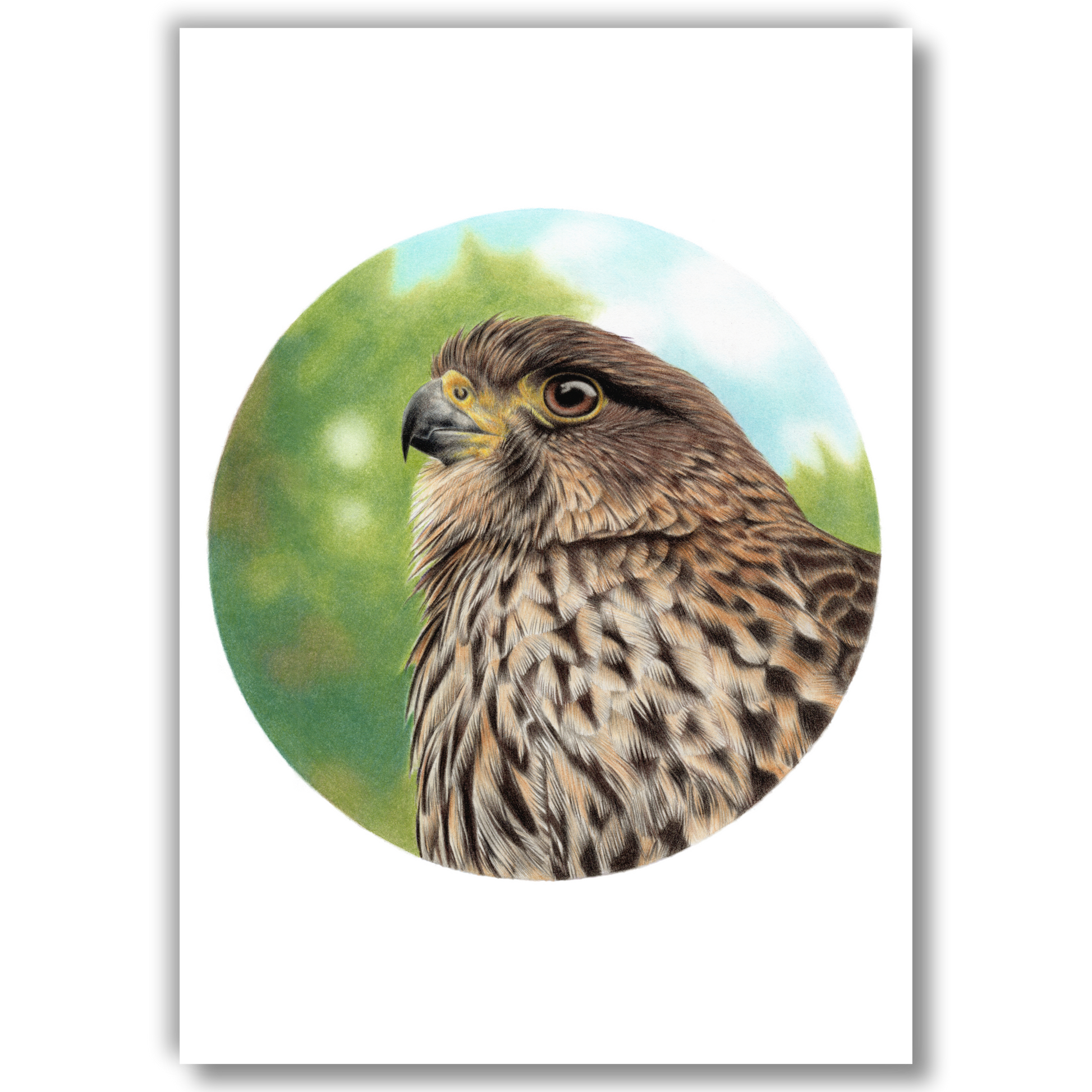Open edition fine art print of a falcon (kārearea), reproduced from an original coloured pencil drawing.