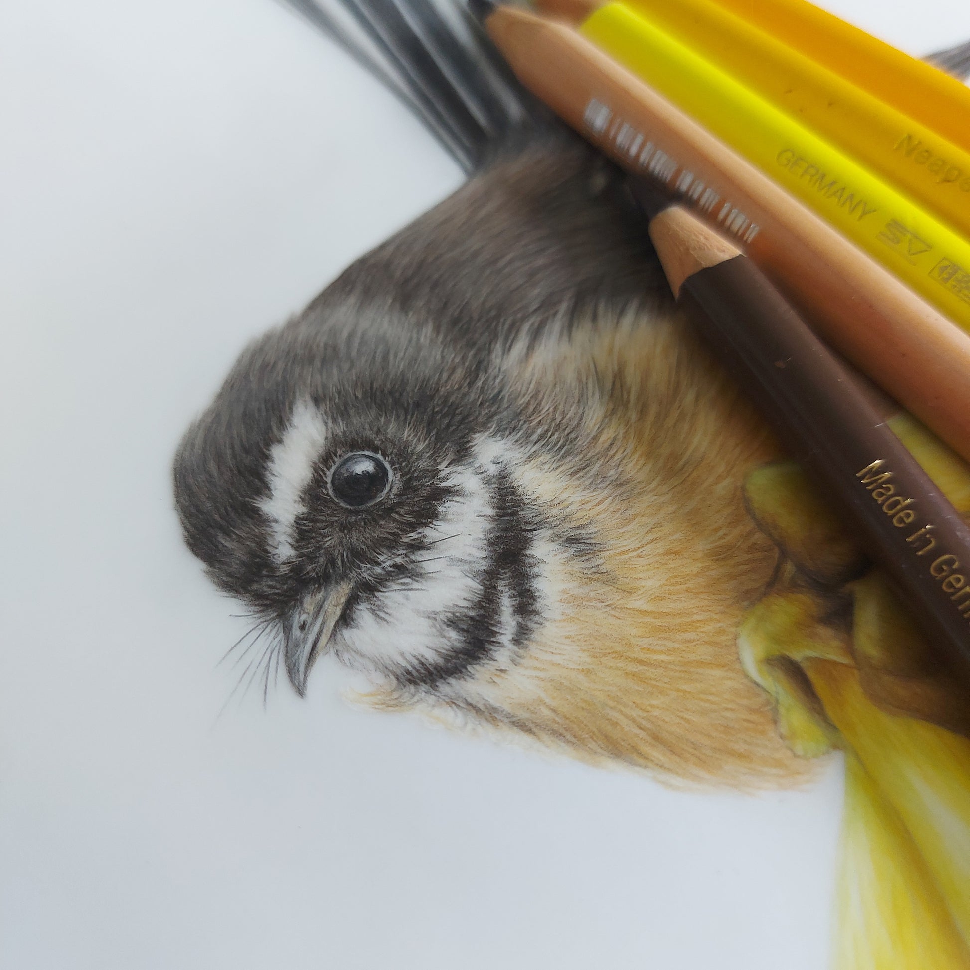 Close-up detail of coloured pencil fantail artwork showing feathers and kōwhai flowers