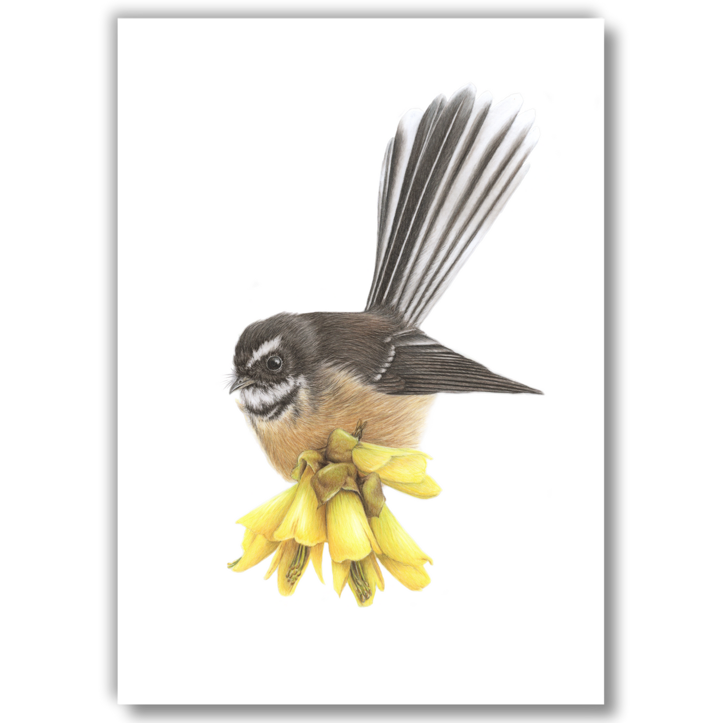 Open edition fine art print of a fantail piwakawaka resting on kowhai flowers, reproduced from an original coloured pencil drawing.