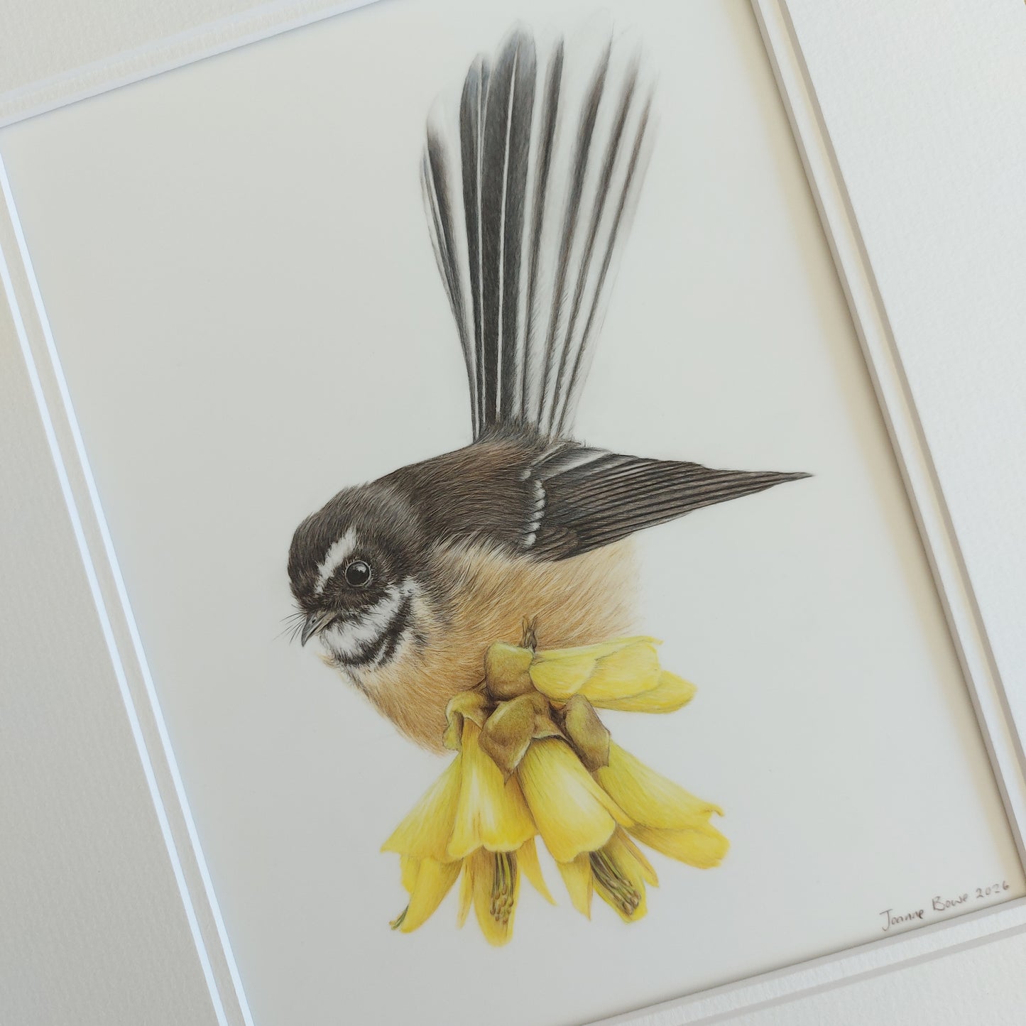 Close-up view of the original coloured pencil artwork Fantail on Kōwhai, showing feather detail and double mat