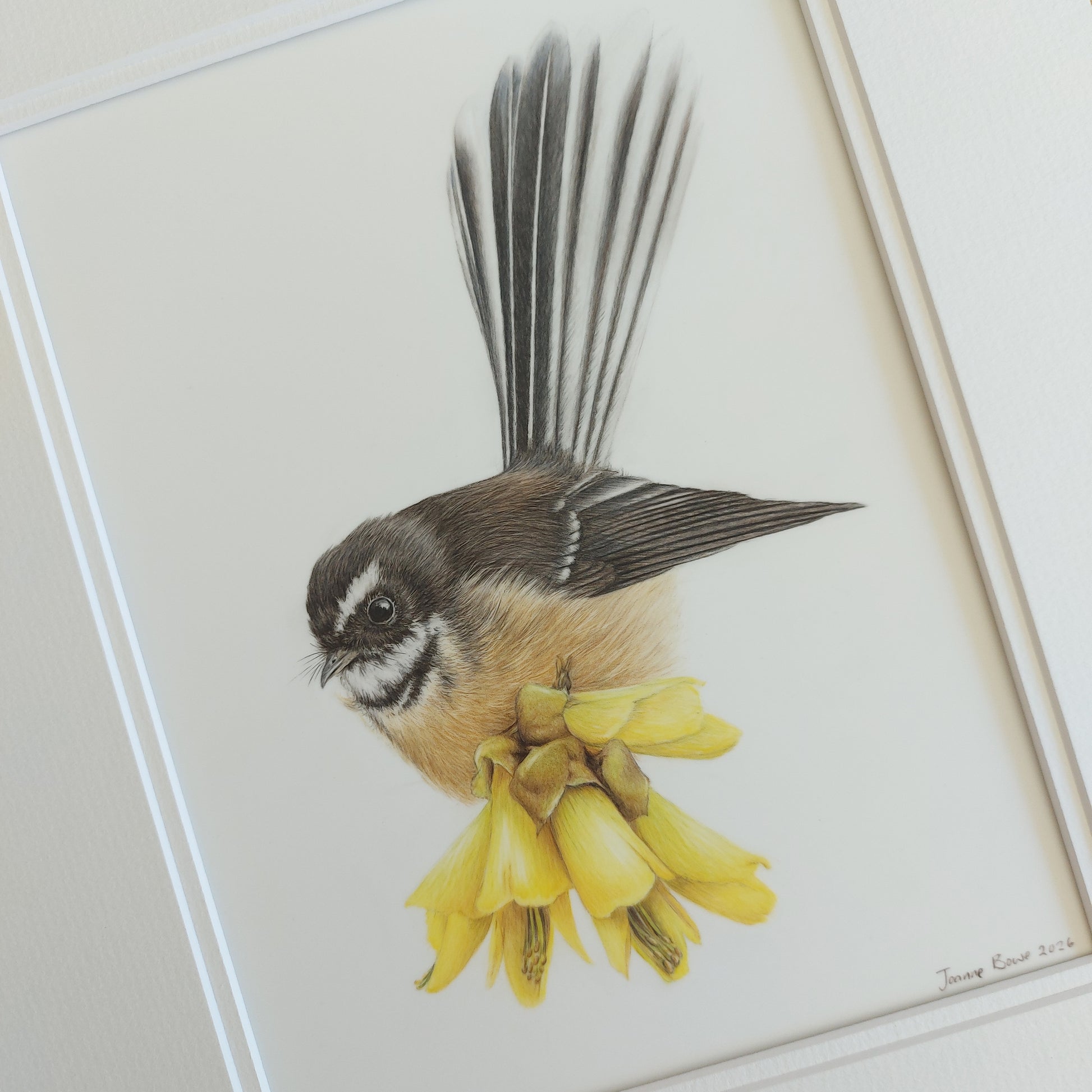 Close-up view of the original coloured pencil artwork Fantail on Kōwhai, showing feather detail and double mat