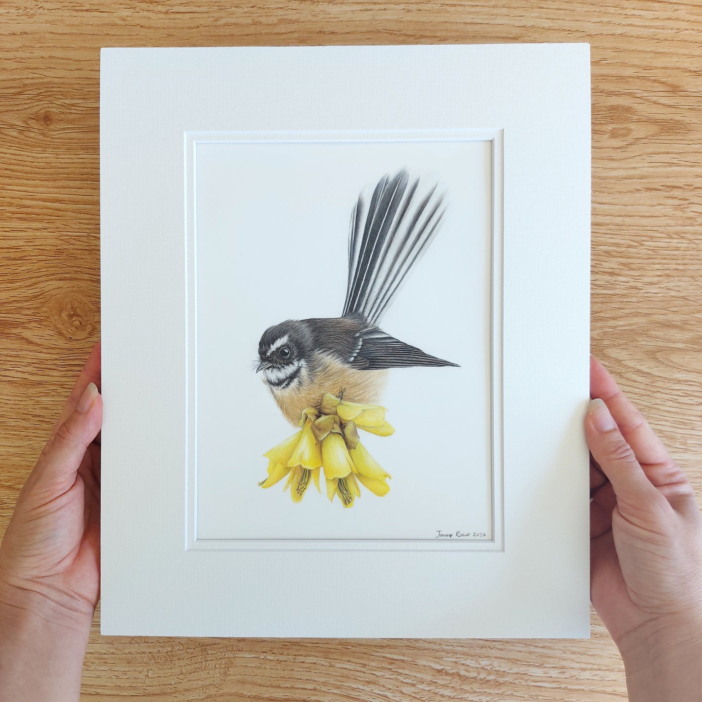 Matted original coloured pencil artwork of a fantail on kōwhai, unframed