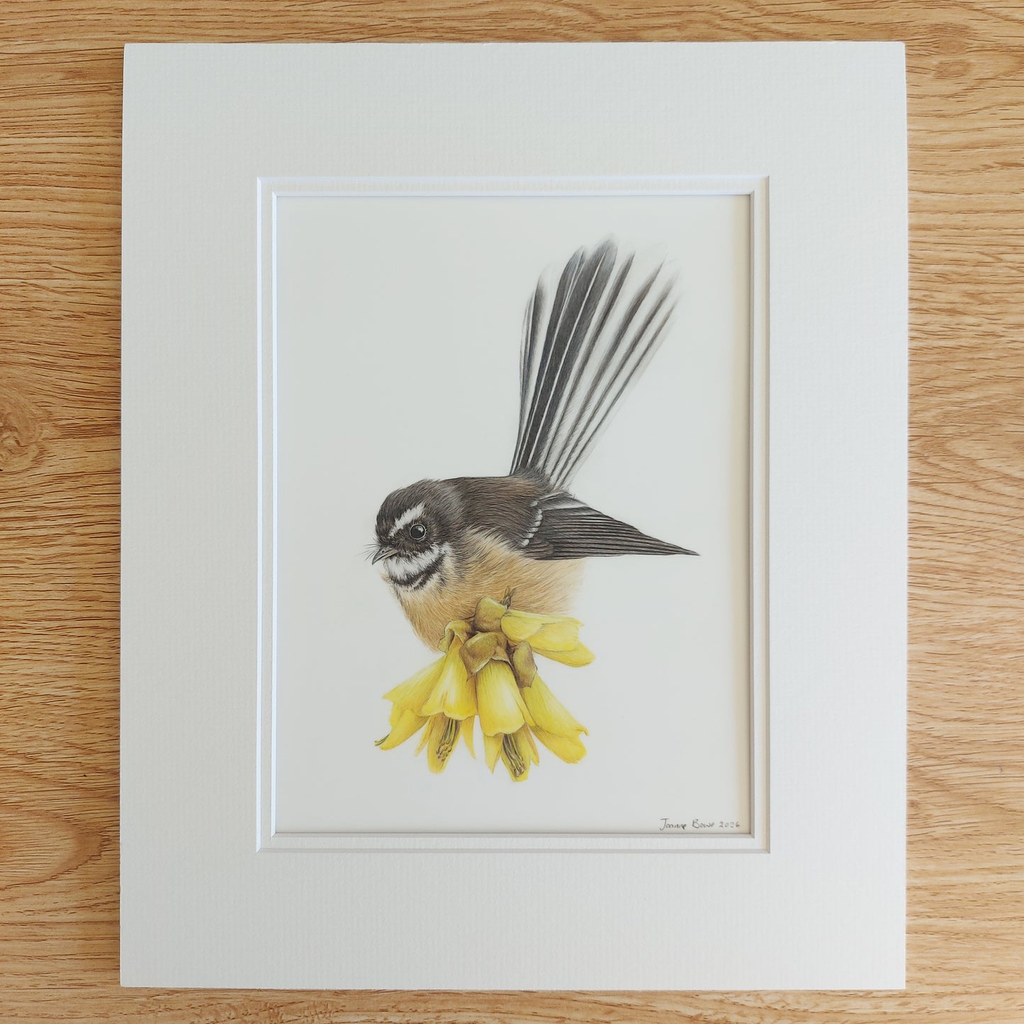 Original coloured pencil drawing of a New Zealand fantail (pīwakawaka) perched among kōwhai blossoms