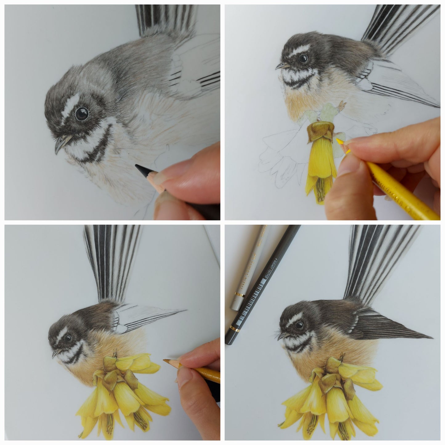 Detail view of a coloured pencil fantail artwork in progress, focusing on feathers and kōwhai flowers