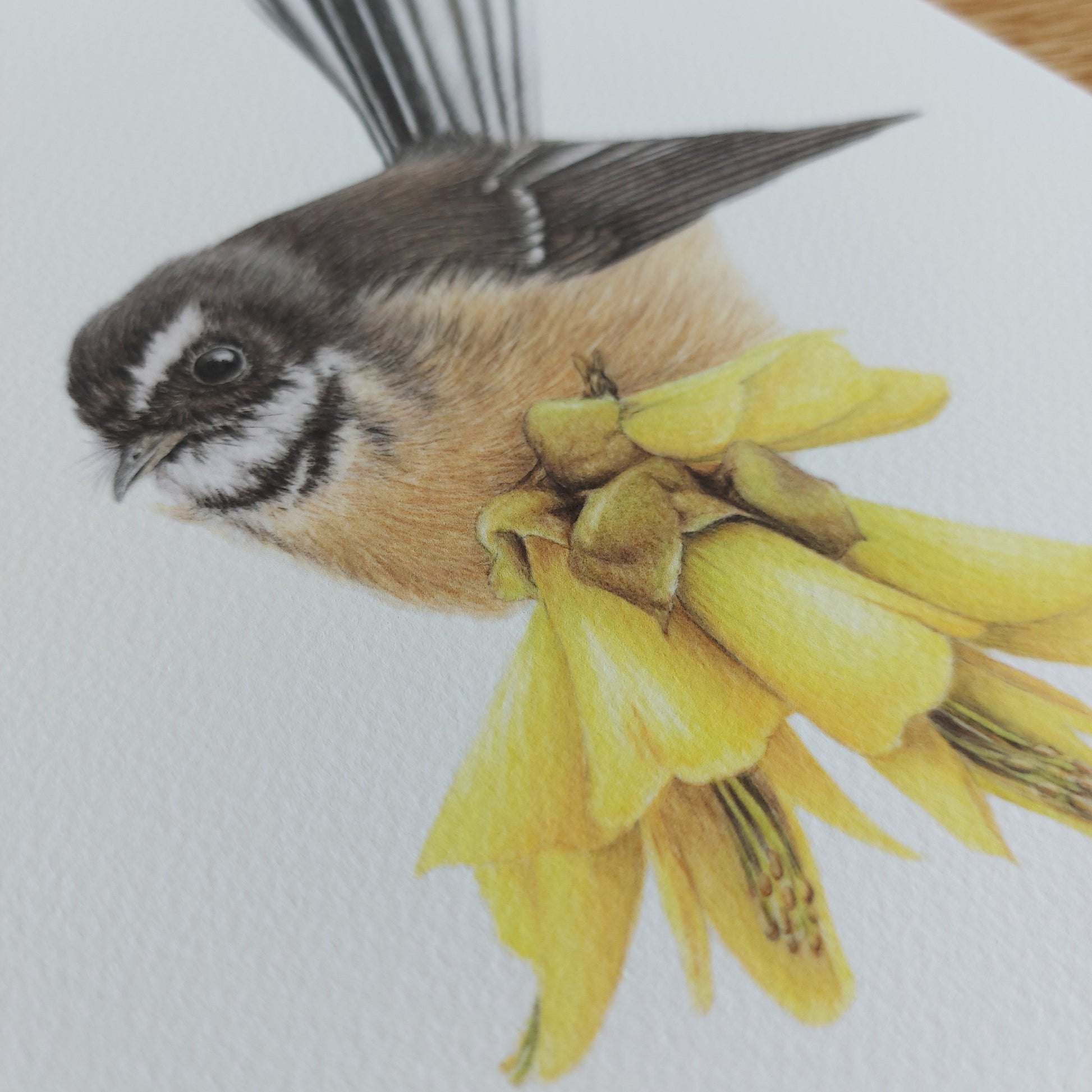 Close-up detail of a fantail (pīwakawaka) and kōwhai flowers in an open edition New Zealand bird art print