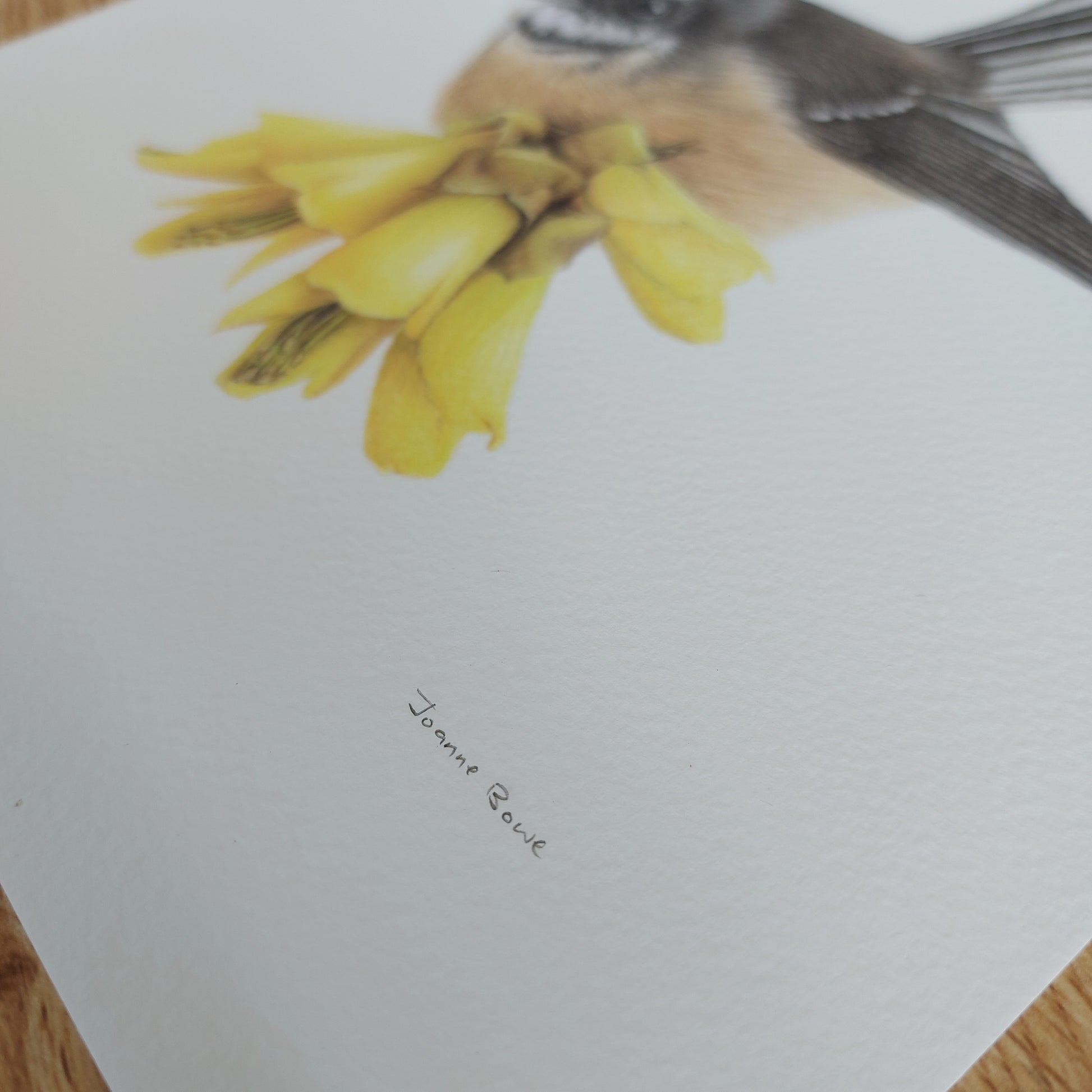 Artist signature detail on an open edition print of a New Zealand fantail (pīwakawaka) on kōwhai flowers