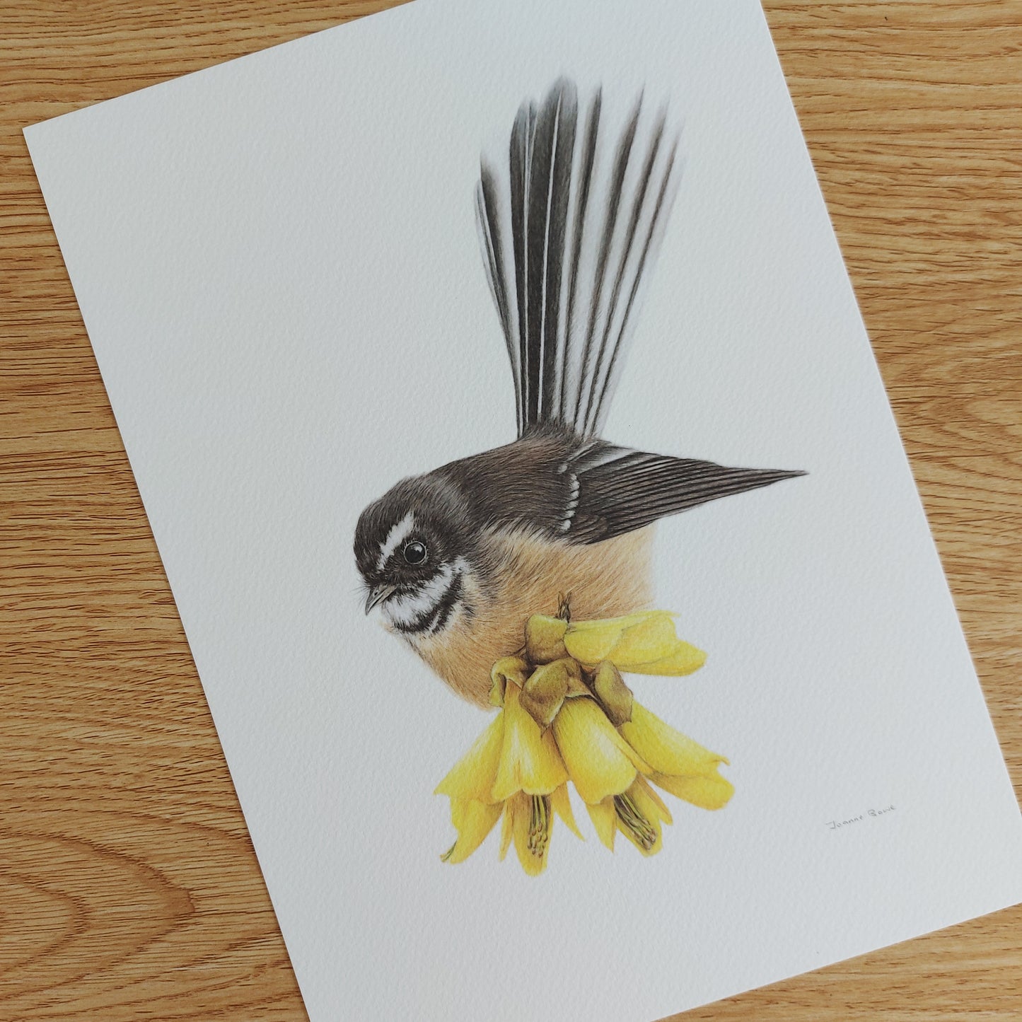 Open edition fine art print of a New Zealand fantail (pīwakawaka) perched on yellow kōwhai flowers