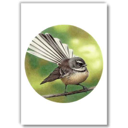 Open edition fine art print of a fantail (pīwakawaka), reproduced from an original coloured pencil drawing.