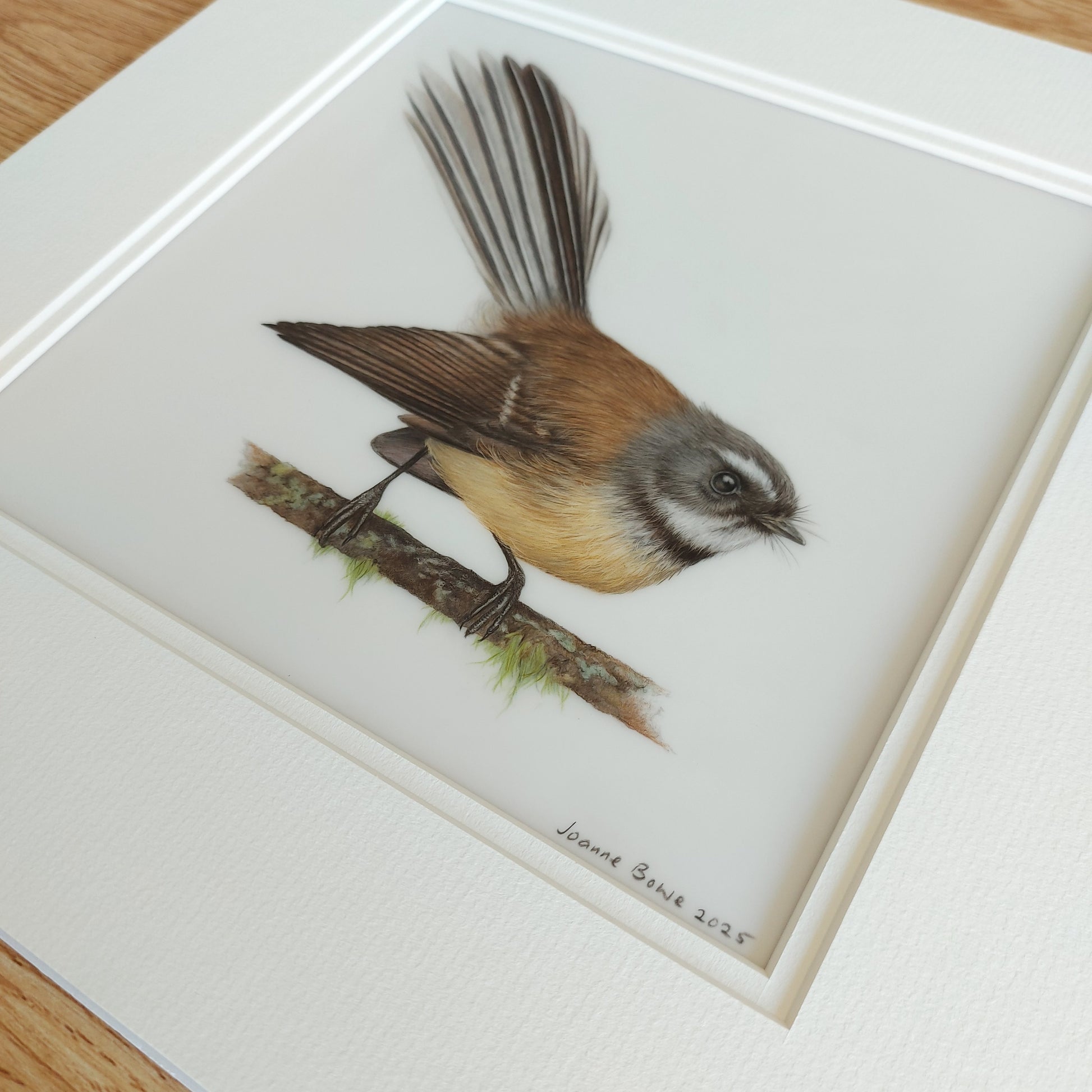 fantail drawing