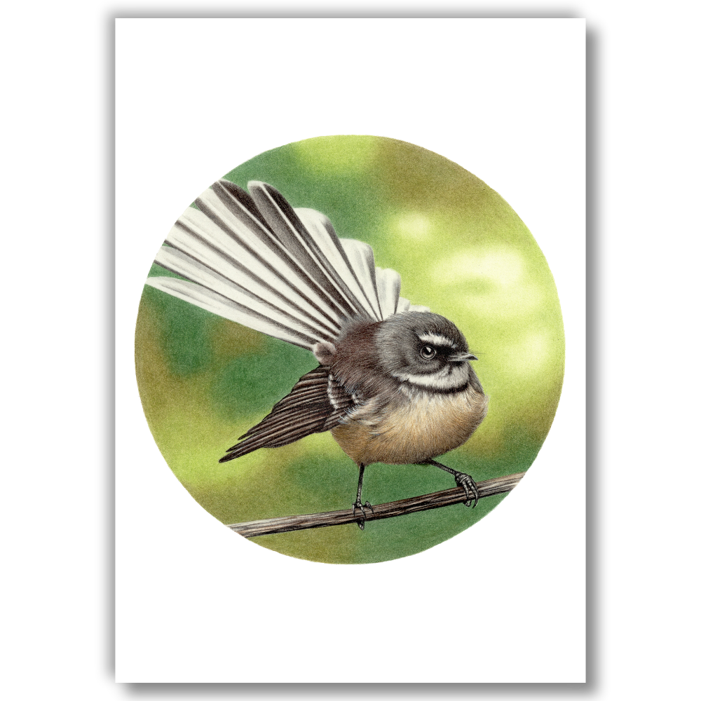 Fantail — Open Edition Art Print (Studio Clearout)