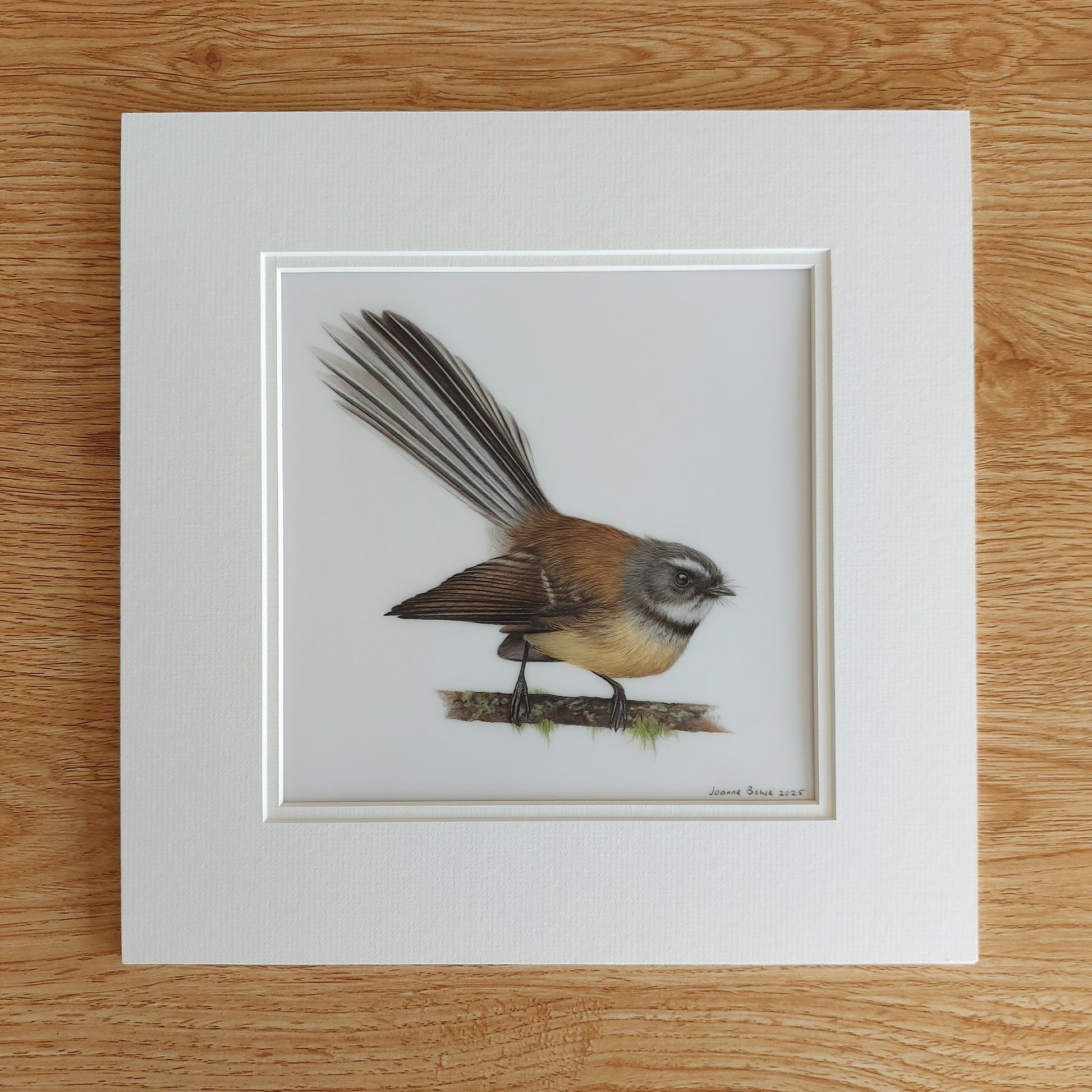 fantail piwakawaka drawing nz