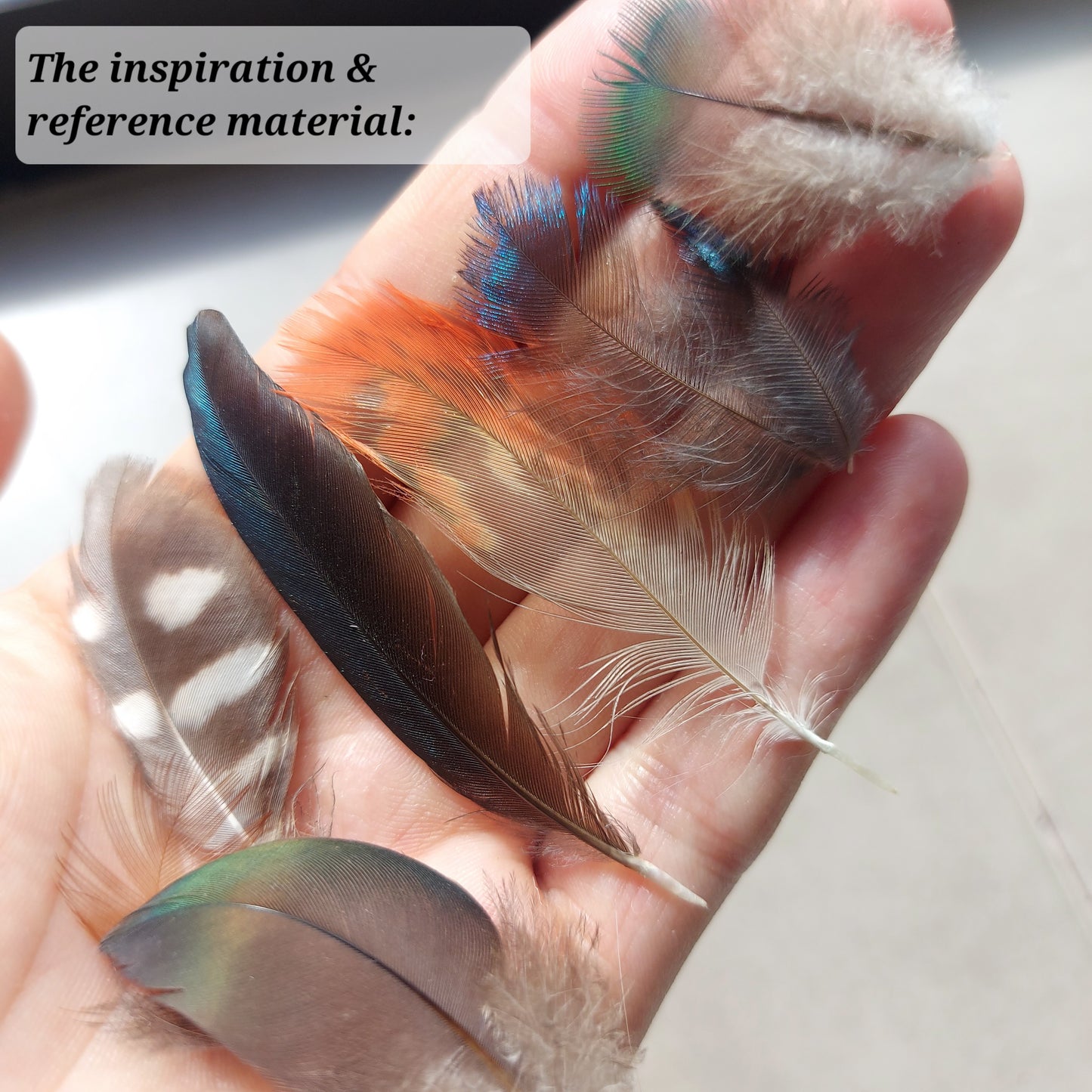 feather reference photo
