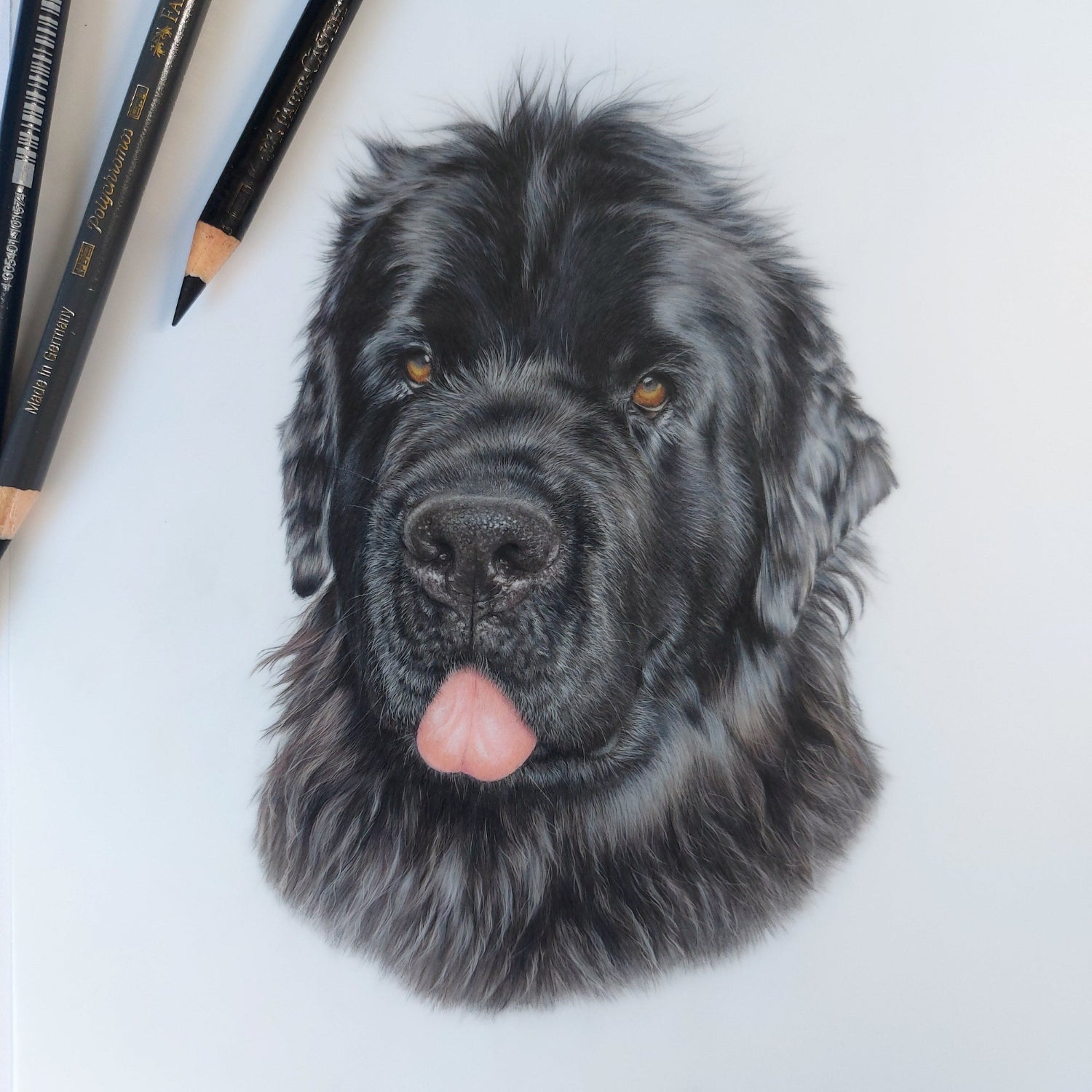 Finished coloured pencil pet portrait of a black Newfoundland dog beside drawing pencils in the artist's studio