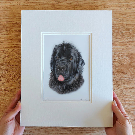 Finished custom coloured pencil pet portrait of a black Newfoundland dog, professionally mounted and ready for framing
