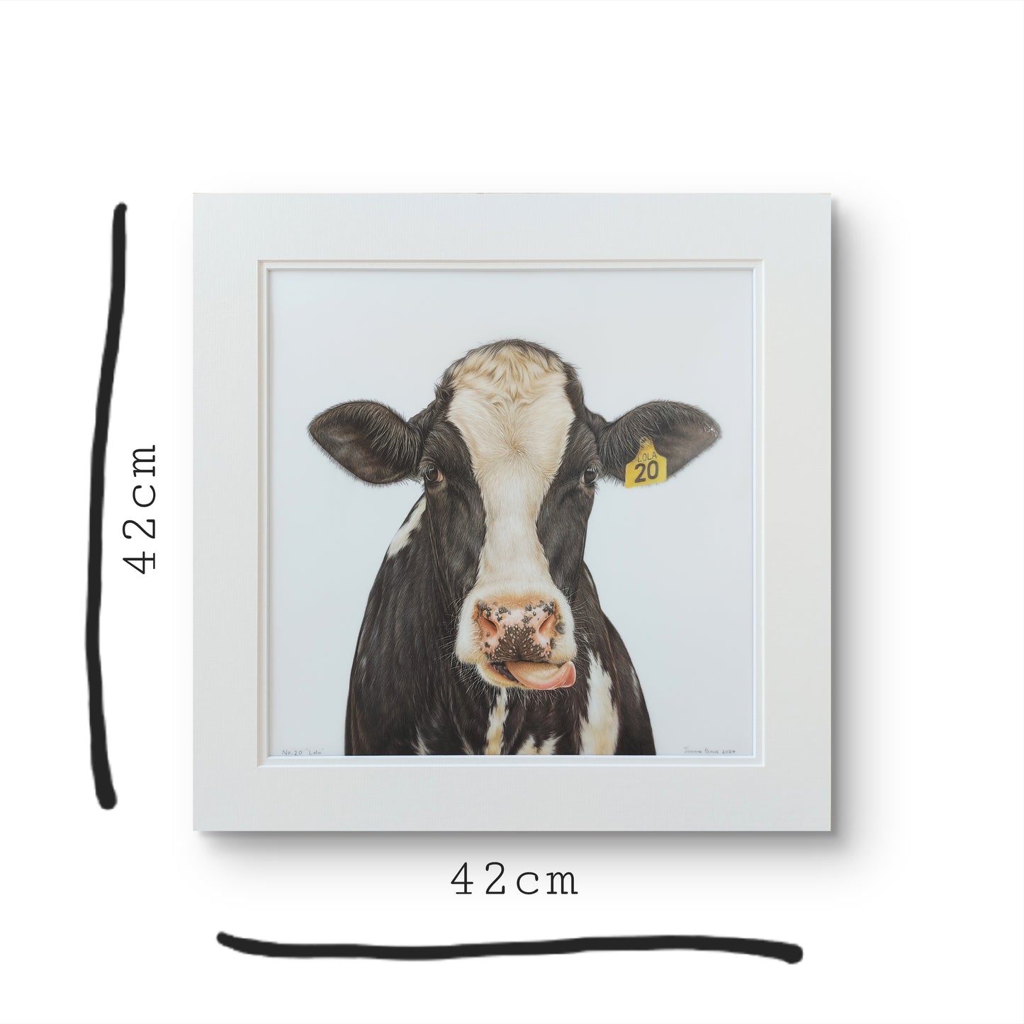 friesian cow art. colour pencil drawing by joanne bowe nz artist
