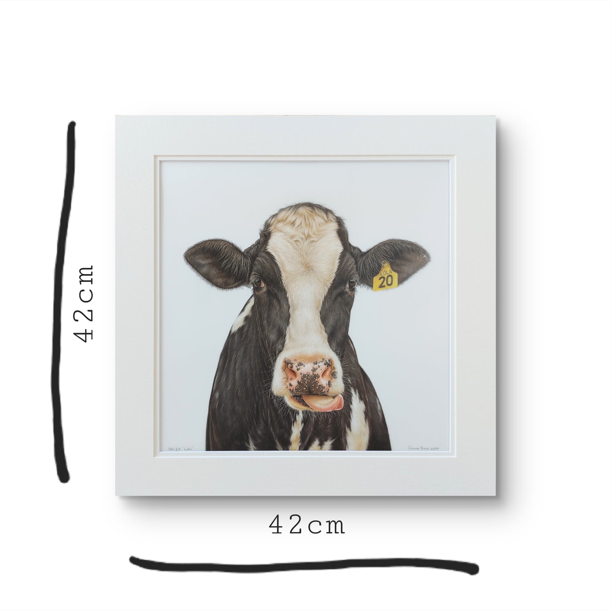 friesian cow art. colour pencil drawing by joanne bowe nz artist
