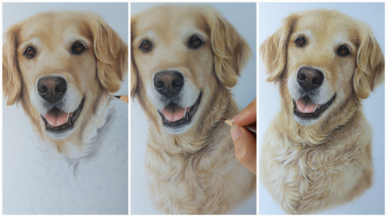 work in progress of a hand drawn coloured pencil pet portrait of a golden retriever dog by joanne bowe