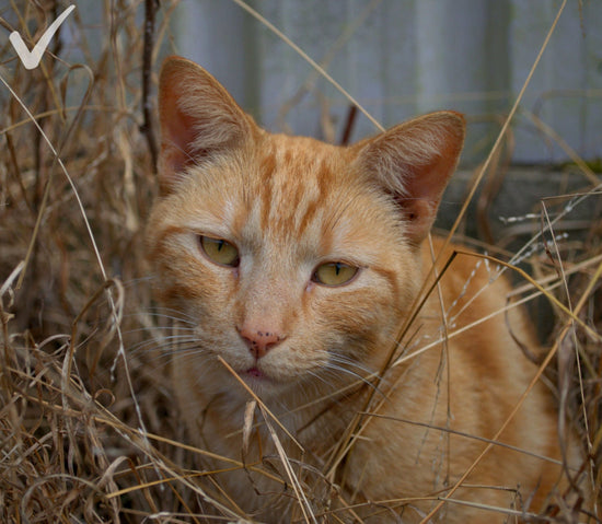 Close-up cat reference photo in soft outdoor light with clear facial detail