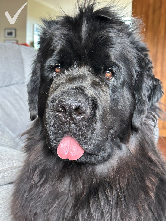 Excellent pet reference photo of a black dog in natural indoor light with sharp focus and clear facial detail