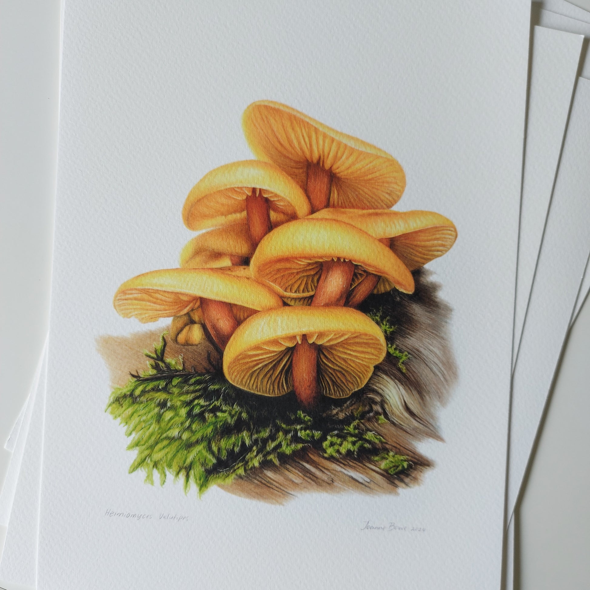Detail of coloured pencil artwork showing the orange-ochre tones of Heimiomyces velutipes fungi.