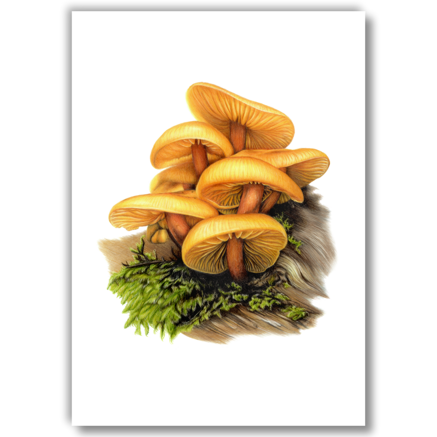 Open edition fine art print of Heimiomyces velutipes, reproduced from the original artwork by the artist.