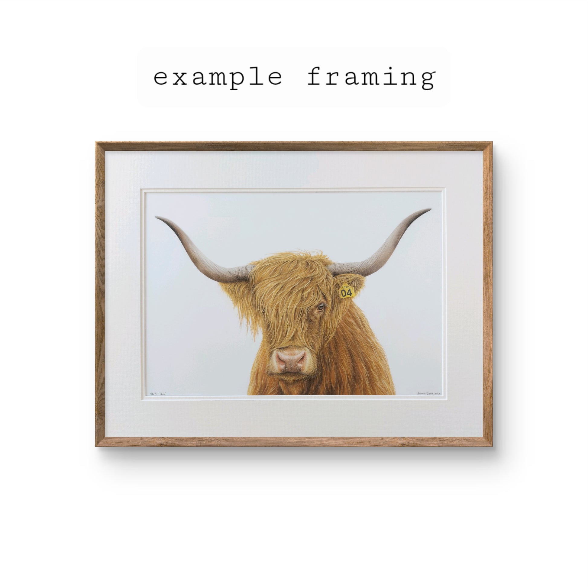 highland cow art, colour pencil drawing artwork by joanne bowe