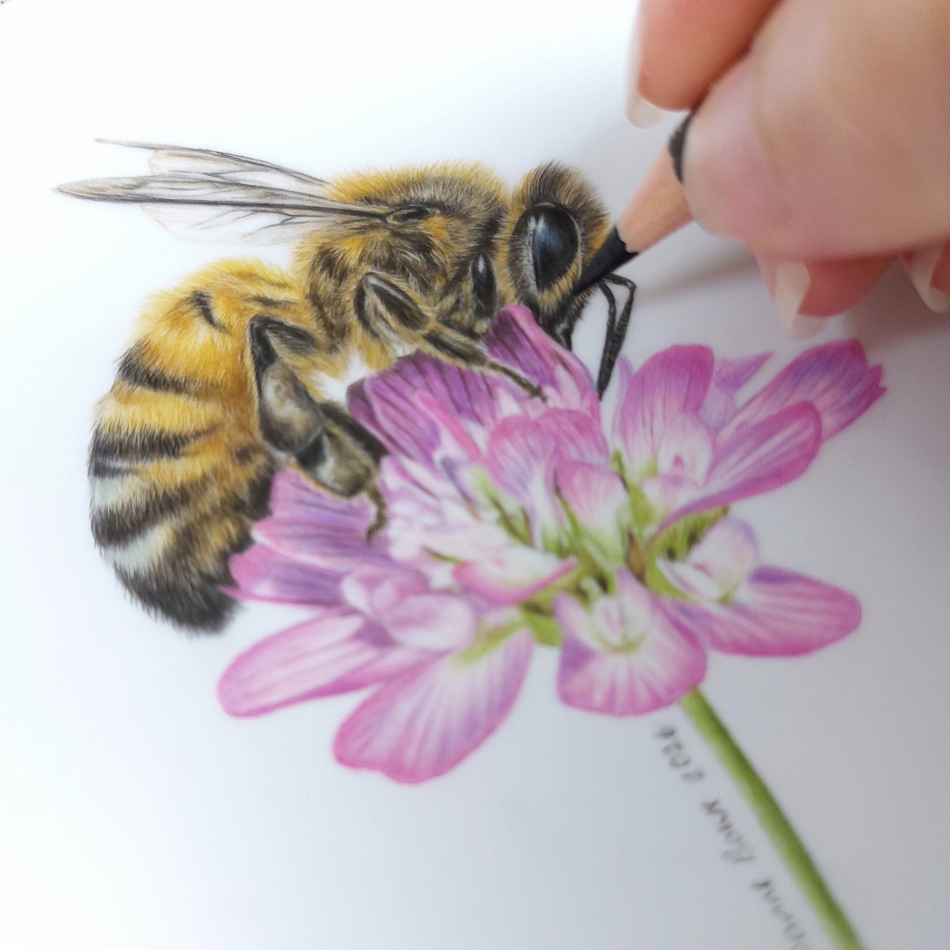 Close up detail of honey bee on clover pencil drawing
