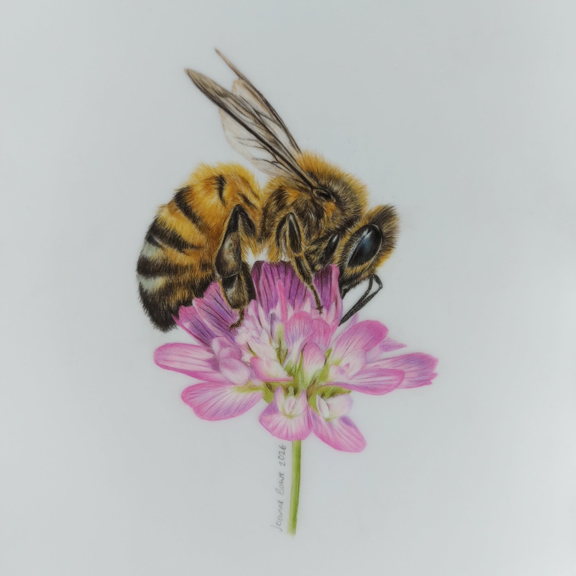Original A5 drawing of a honey bee on clover flower