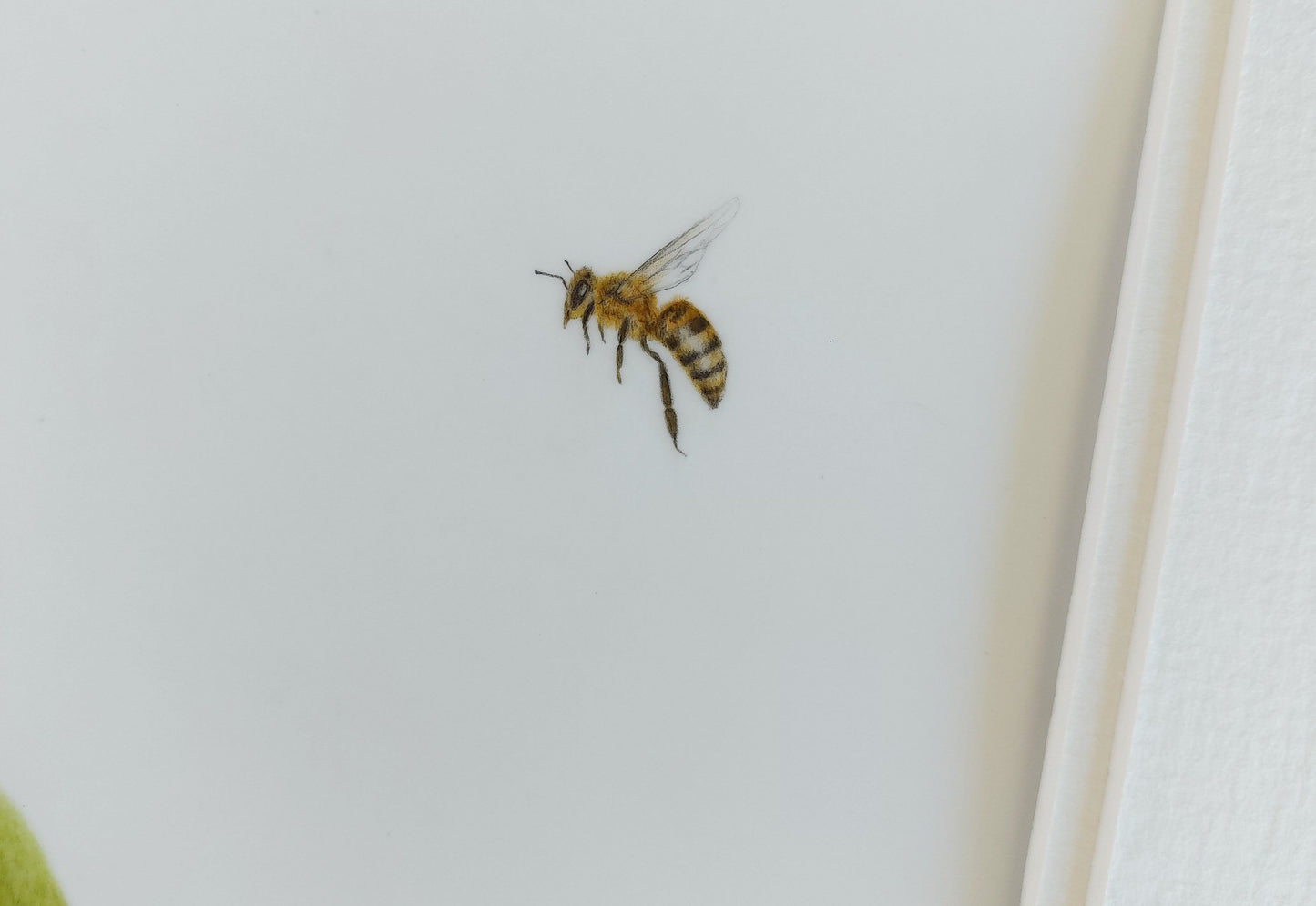 honey bee close up view coloured pencil drawing