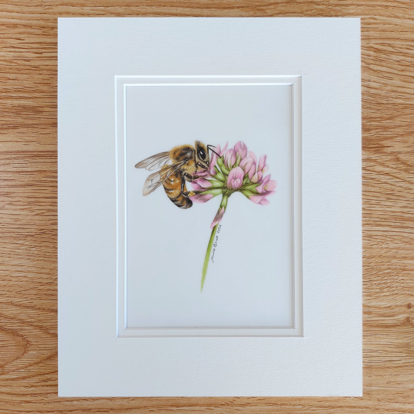 honey bee on clover matted drawing ready for framing
