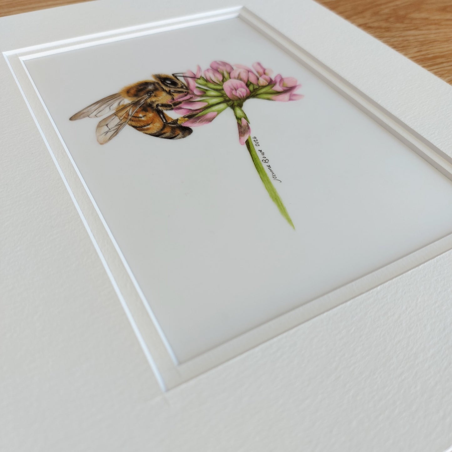 angled view of a coloured pencil drawing of a honey bee on clover by joanne bowe