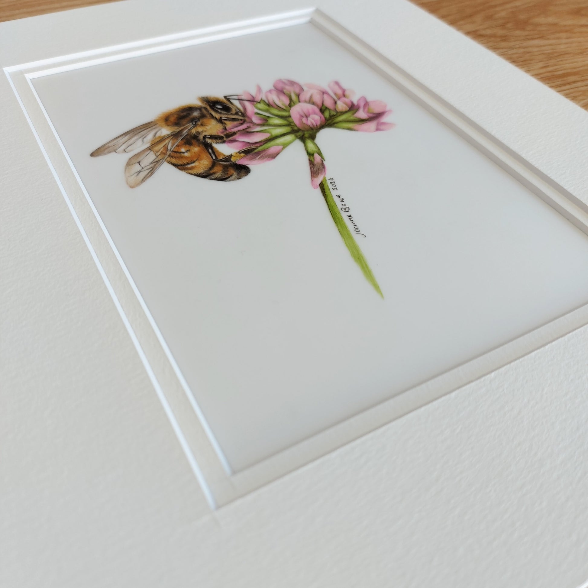 angled view of a coloured pencil drawing of a honey bee on clover by joanne bowe
